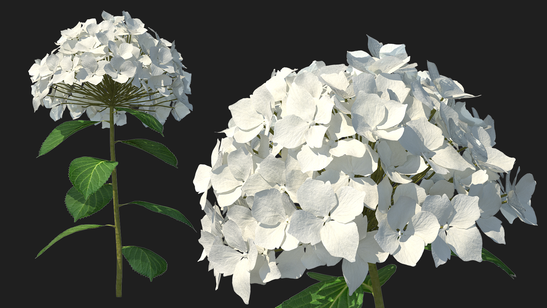 White Hydrangea Flower Branch 3D model