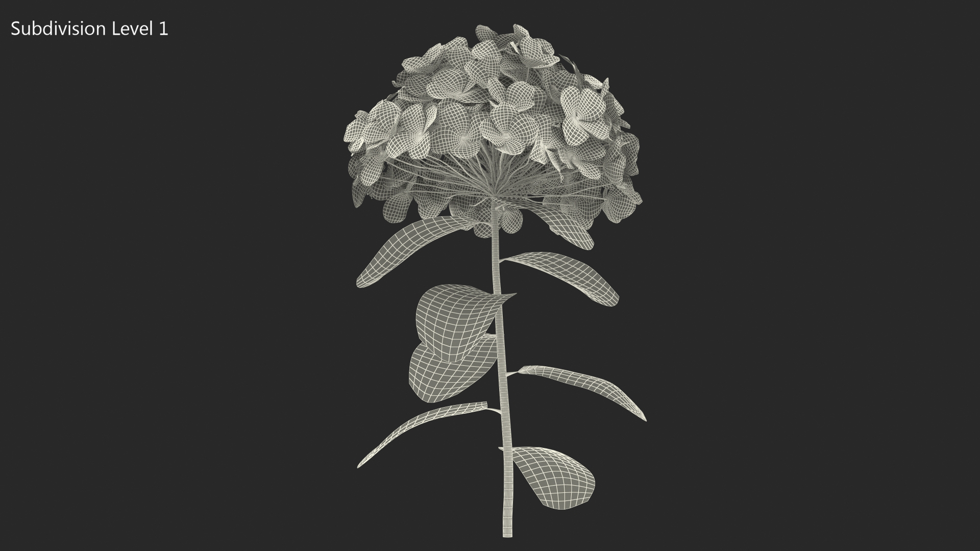 White Hydrangea Flower Branch 3D model