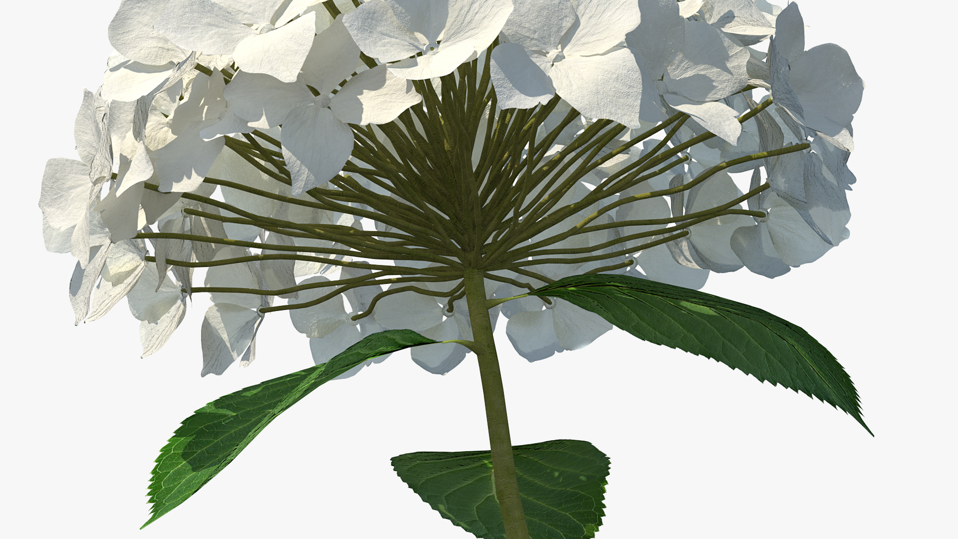 White Hydrangea Flower Branch 3D model