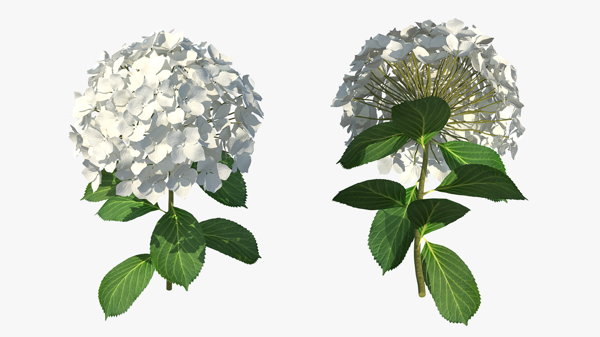 White Hydrangea Flower Branch 3D model