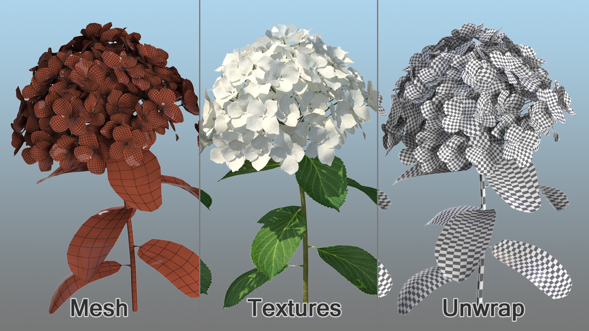 White Hydrangea Flower Branch 3D model