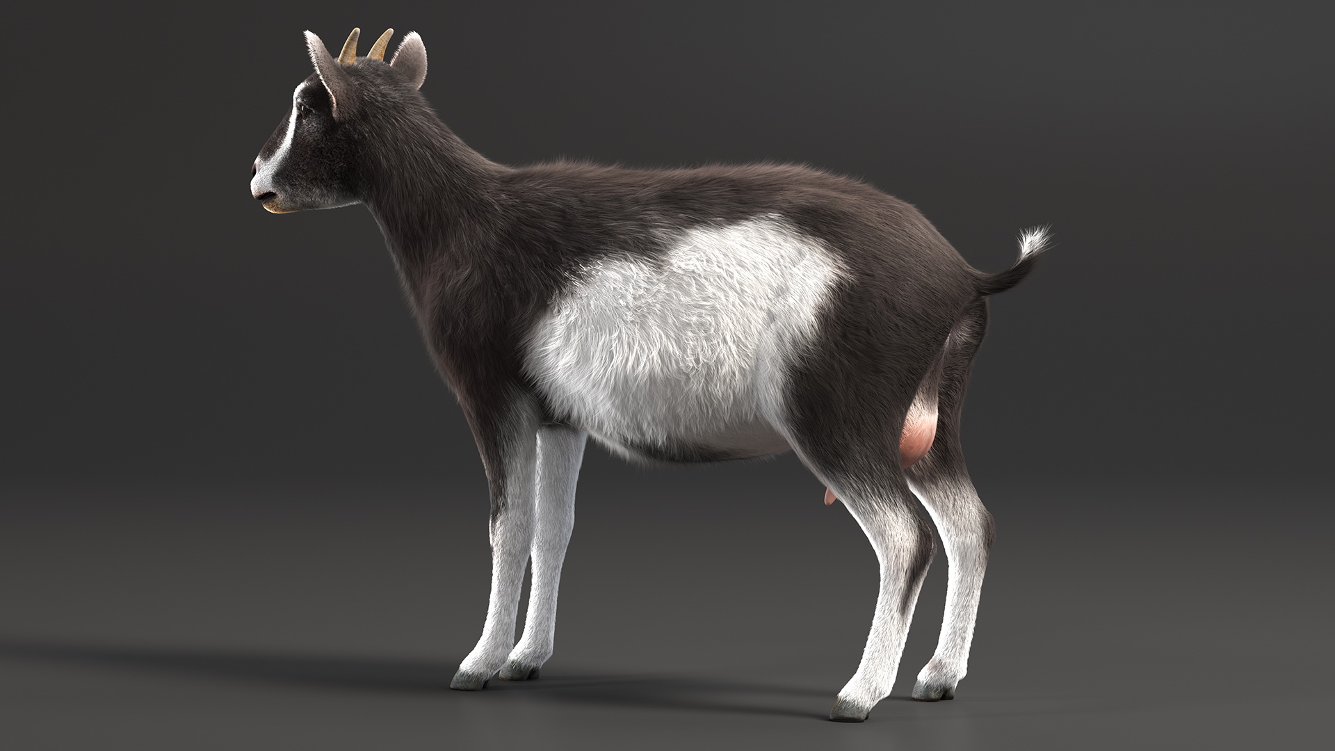 Domestic Goat Fur 3D