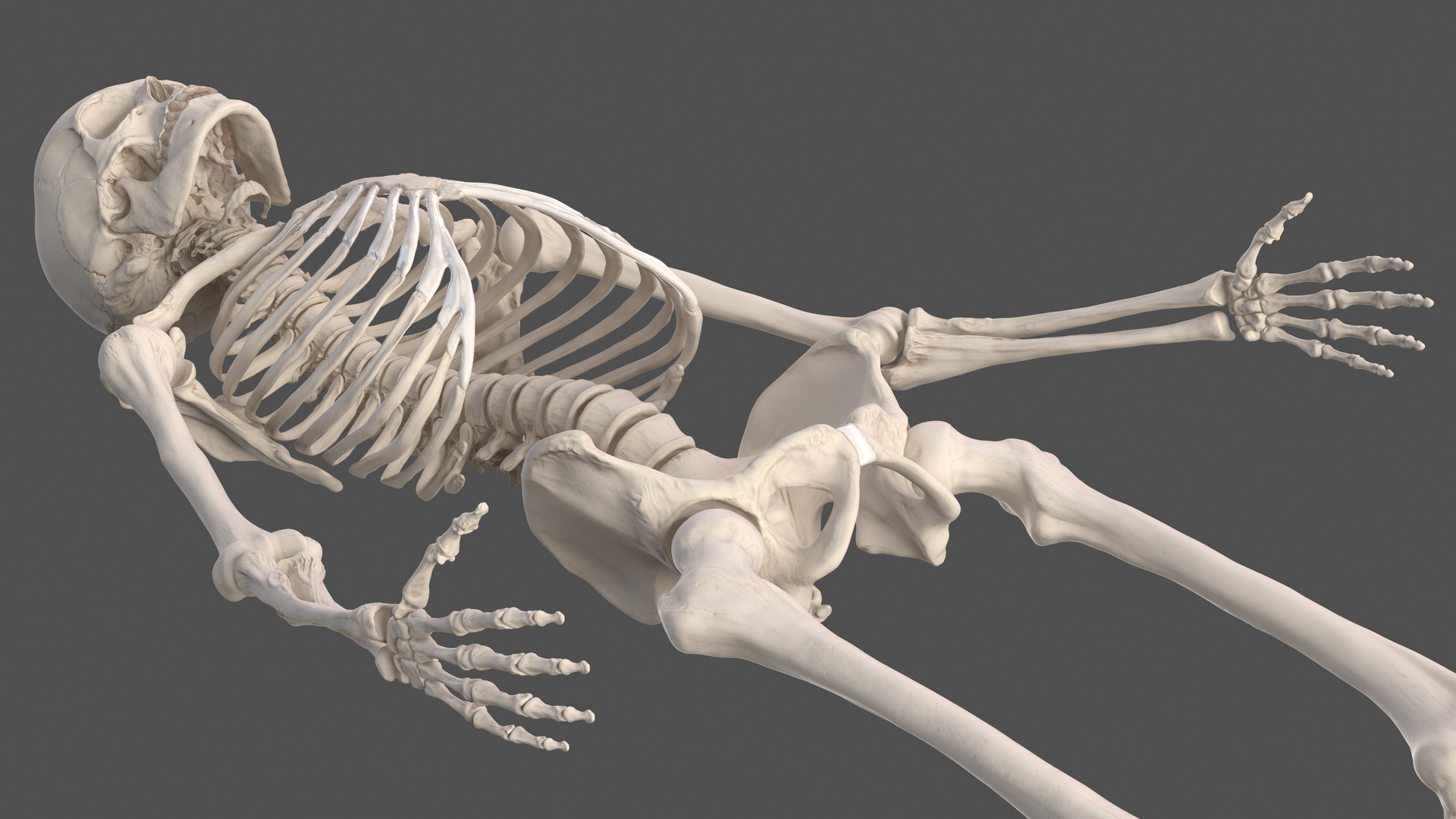 3D Male Skeleton Muscular System and Skin model