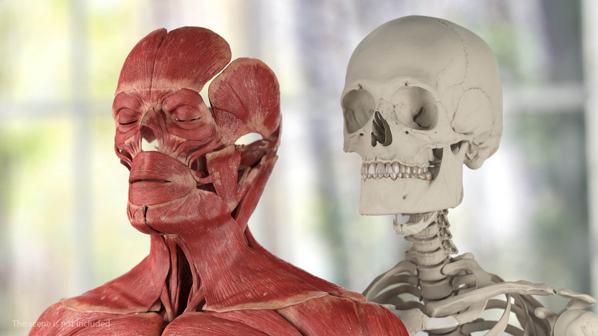 3D Male Skeleton Muscular System and Skin model