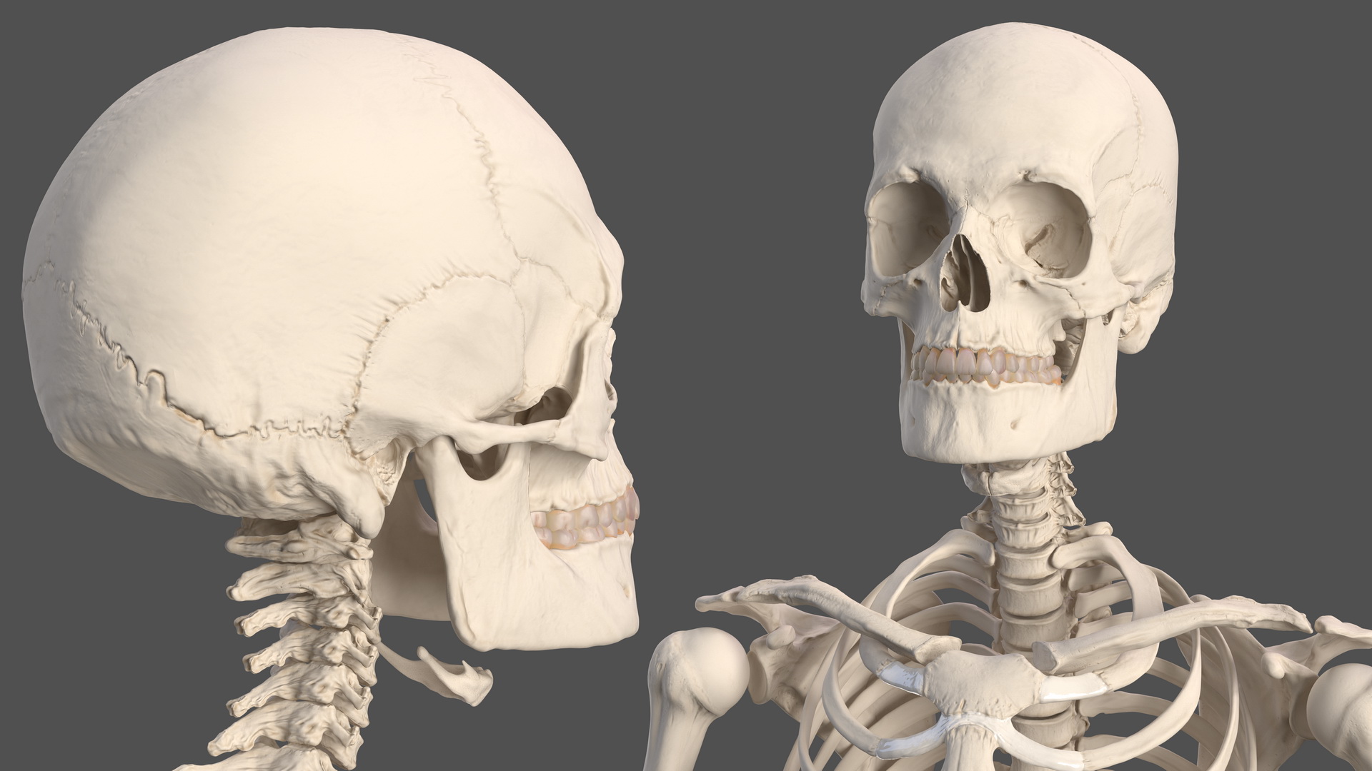 3D Male Skeleton Muscular System and Skin model