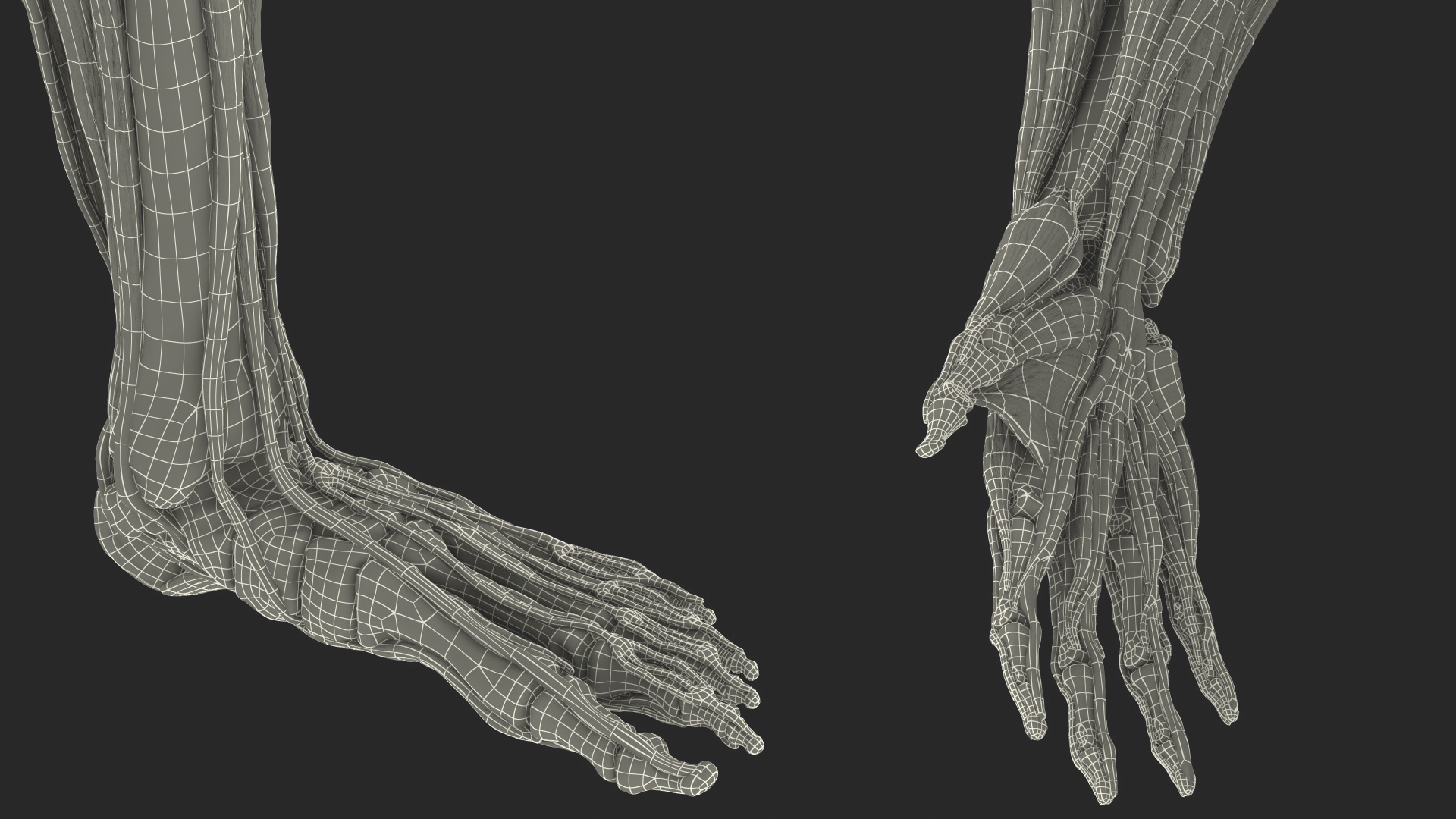 3D Male Skeleton Muscular System and Skin model