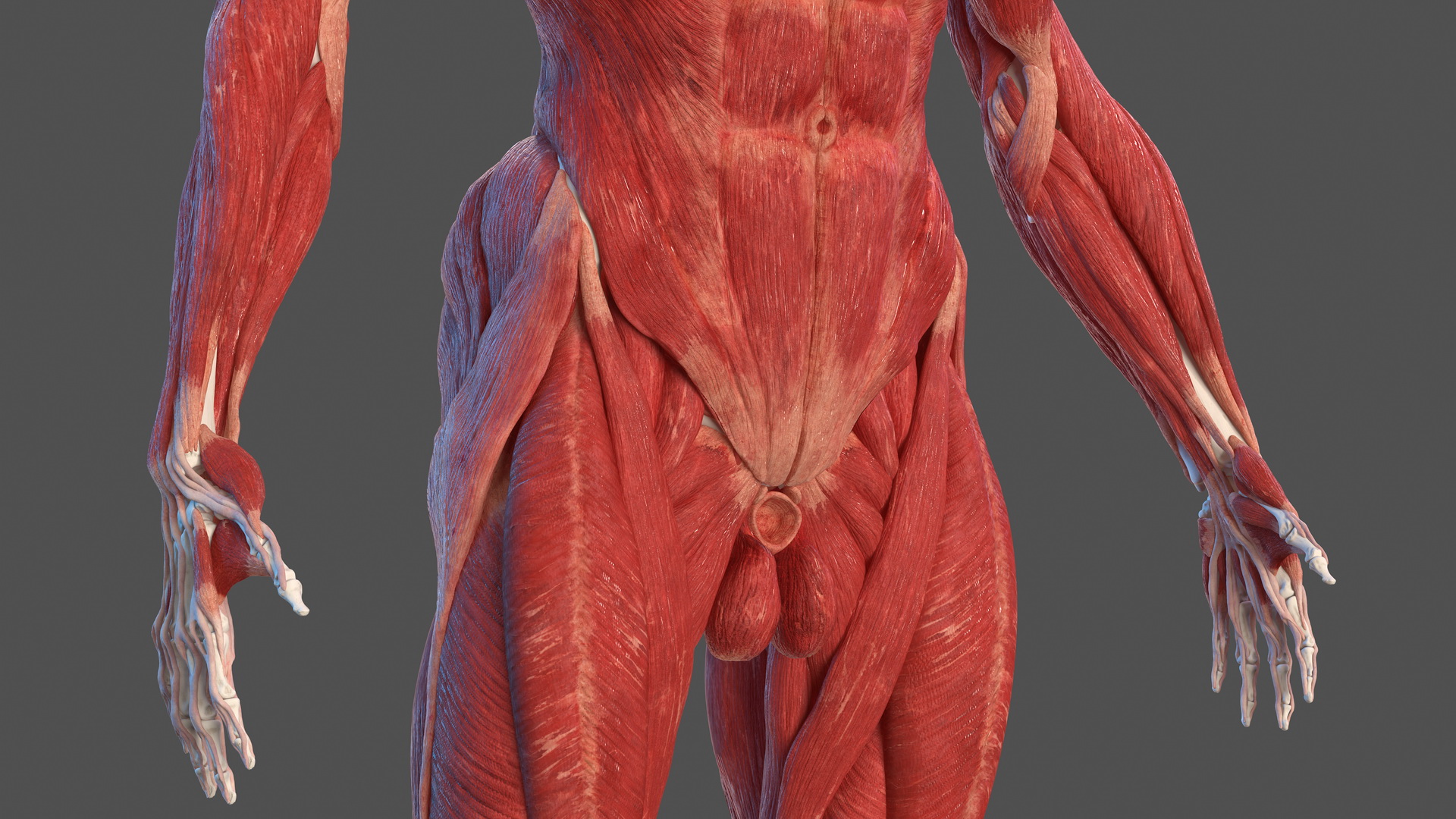 3D Male Skeleton Muscular System and Skin model