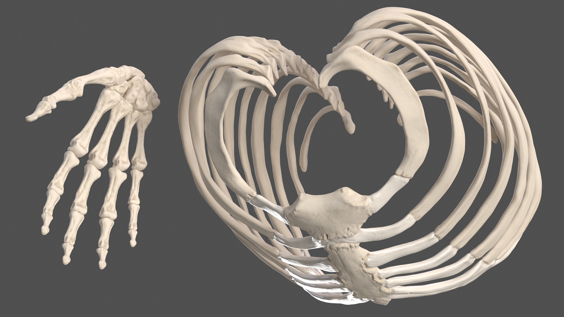 3D Male Skeleton Muscular System and Skin model