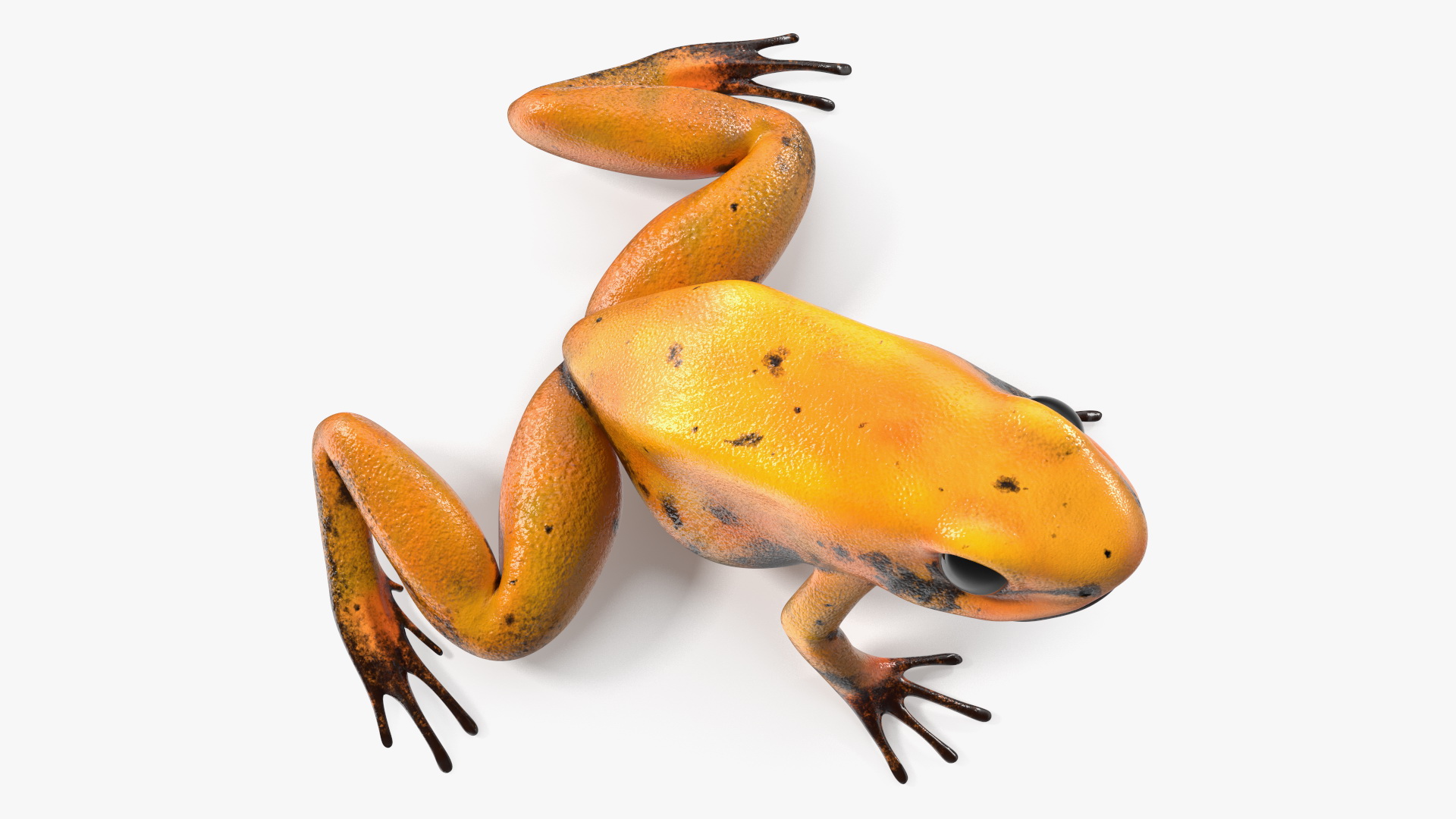 Poisonous Dart Frog Orange Morph Rigged 3D model