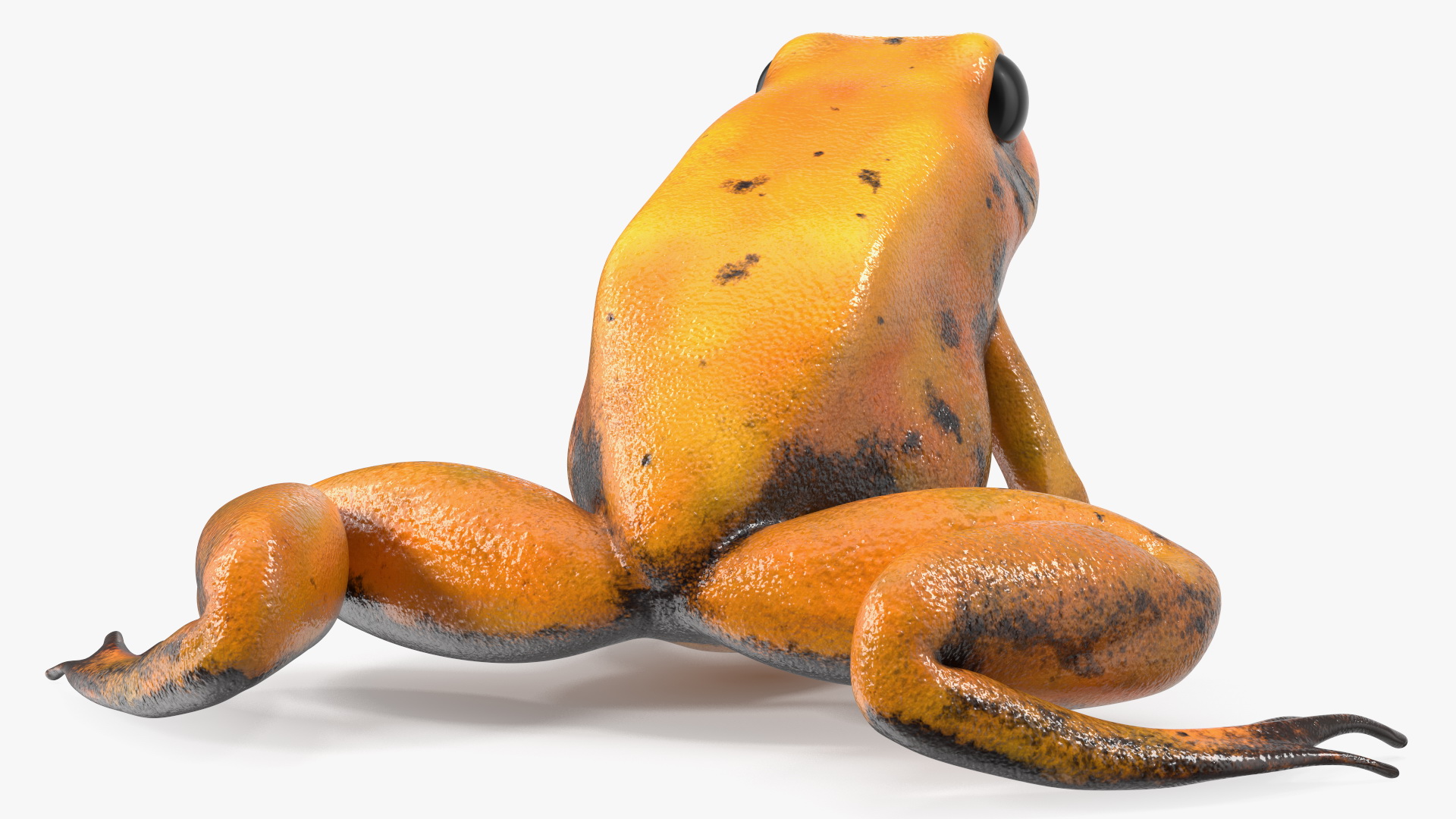 Poisonous Dart Frog Orange Morph Rigged 3D model