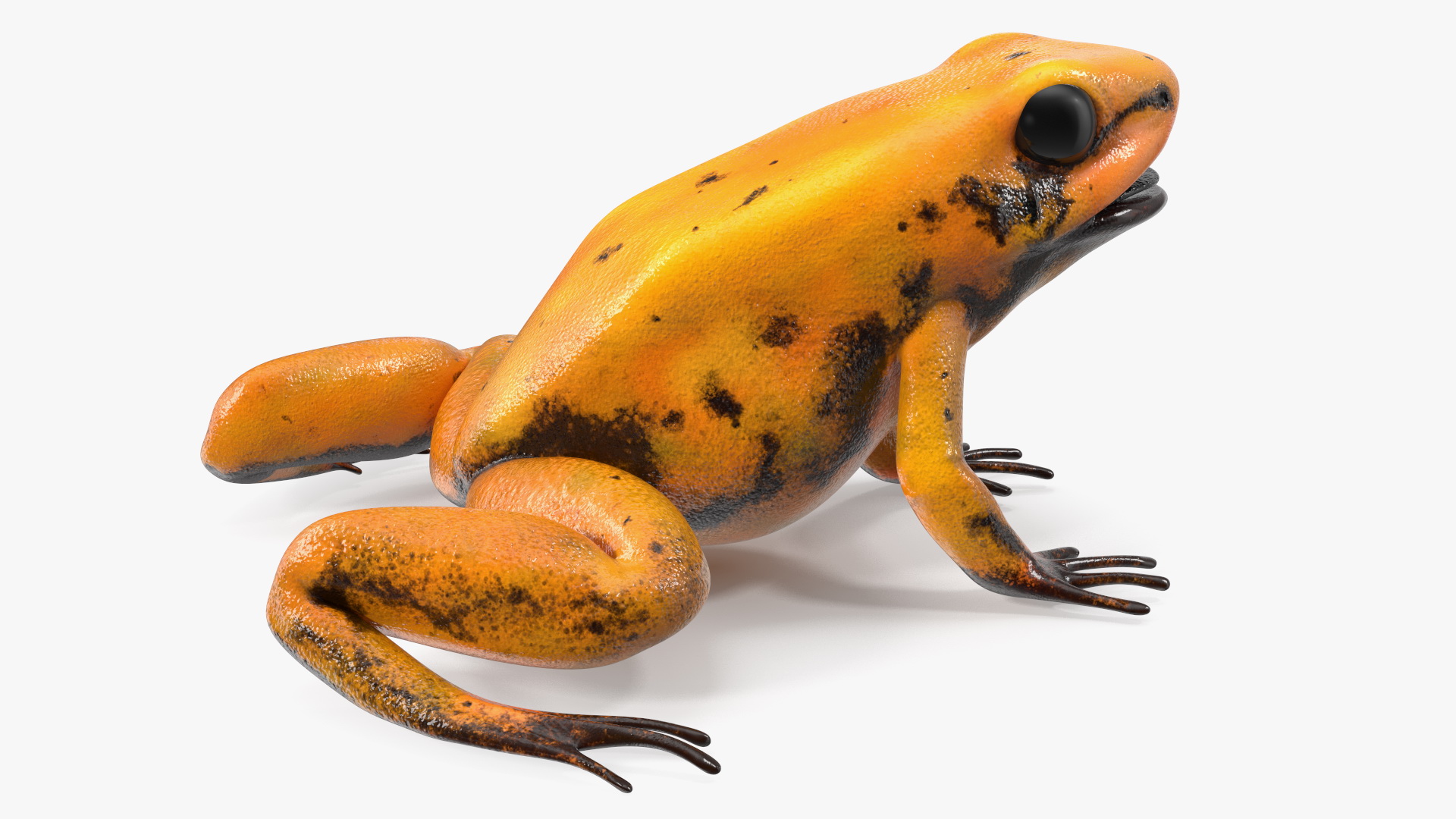 Poisonous Dart Frog Orange Morph Rigged 3D model