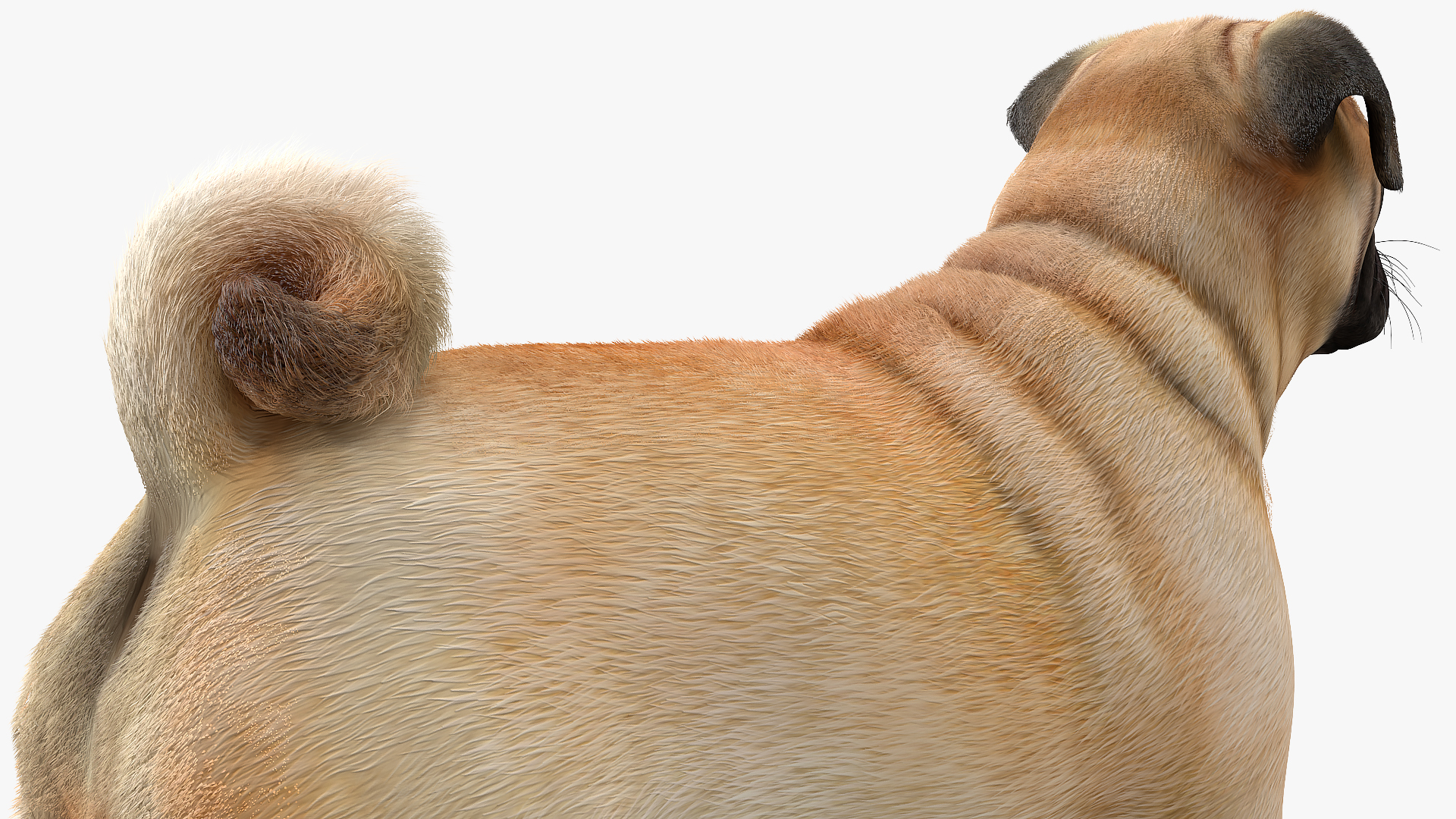 Pug Dog Neutral Pose Fur 3D model