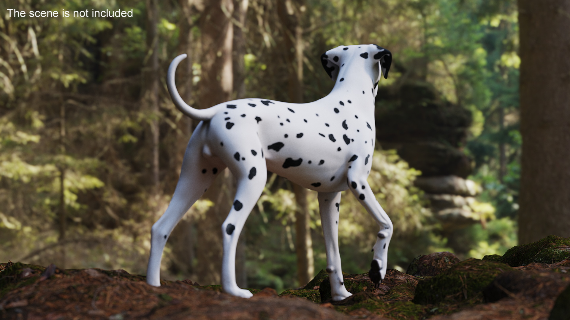 Dalmatian Dog Standing Pose 3D