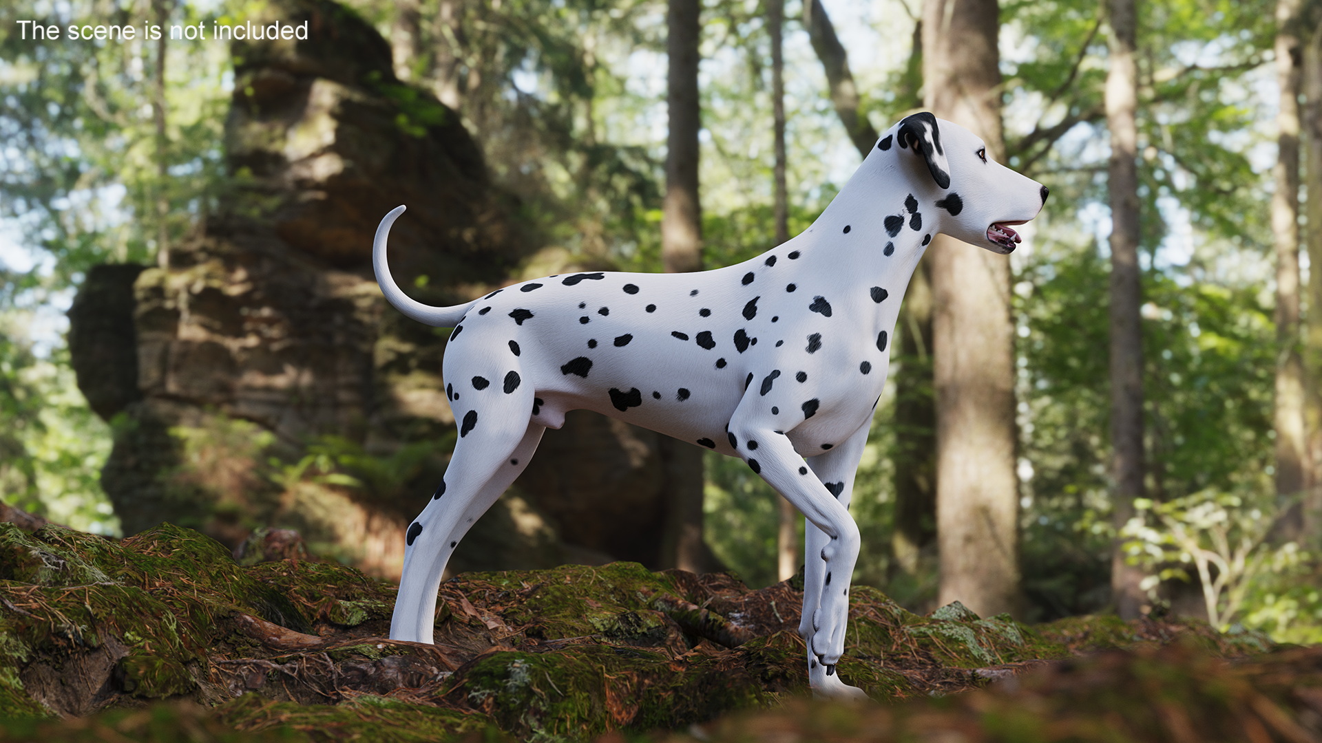 Dalmatian Dog Standing Pose 3D