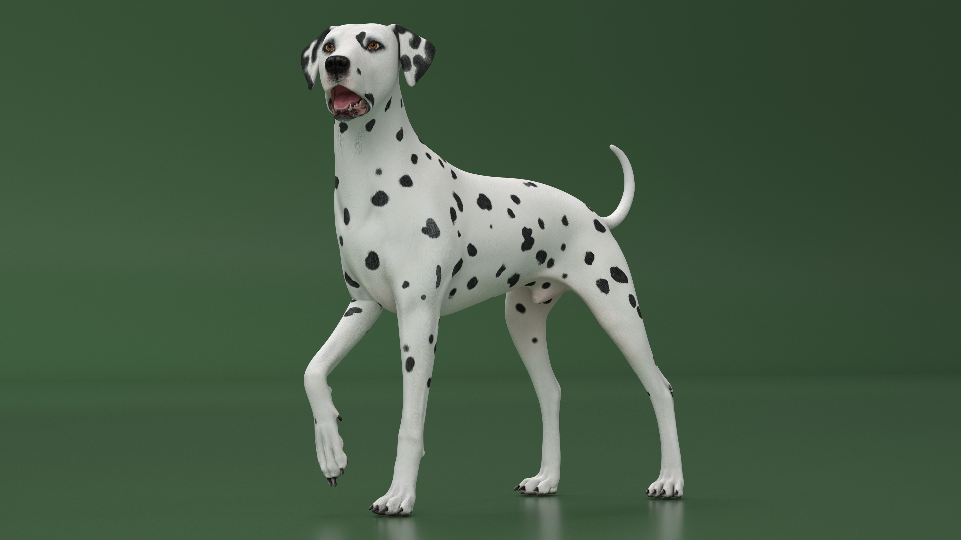 Dalmatian Dog Standing Pose 3D