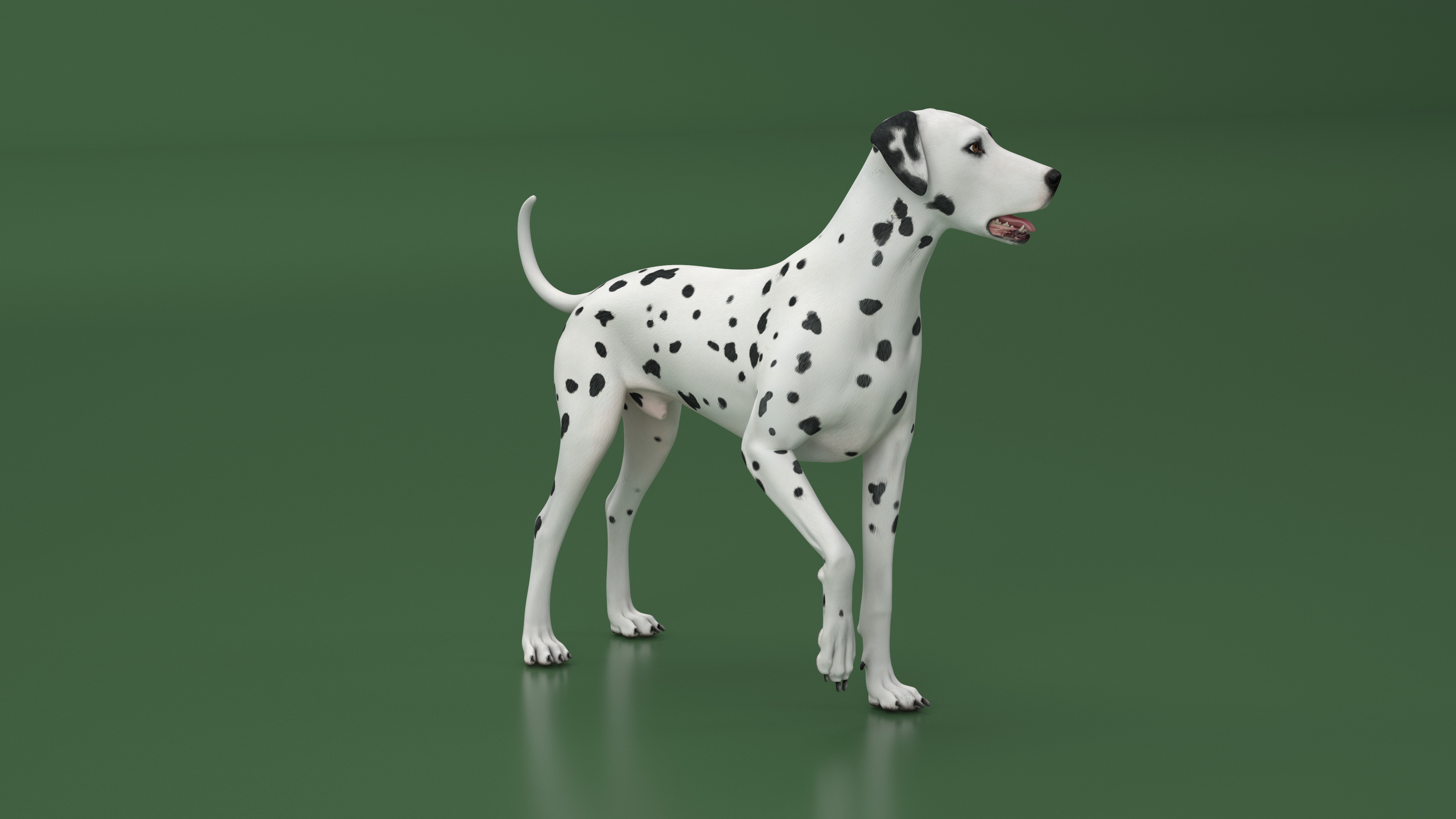 Dalmatian Dog Standing Pose 3D