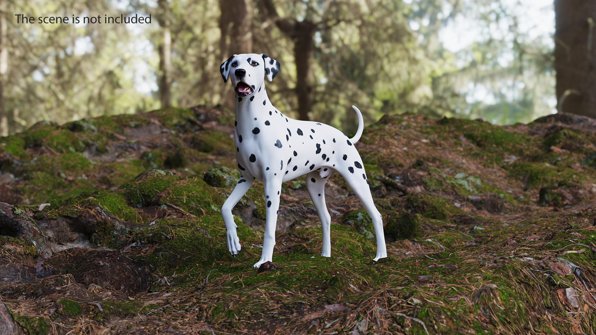 Dalmatian Dog Standing Pose 3D