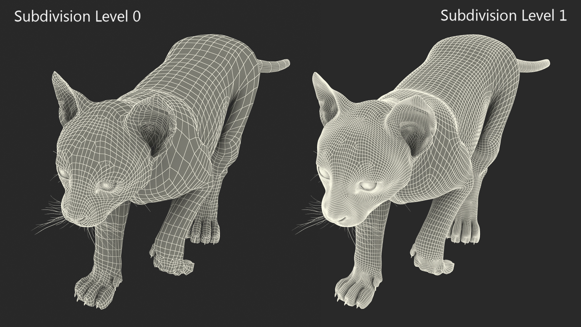 3D Lynx Cub in Walking Pose Fur model