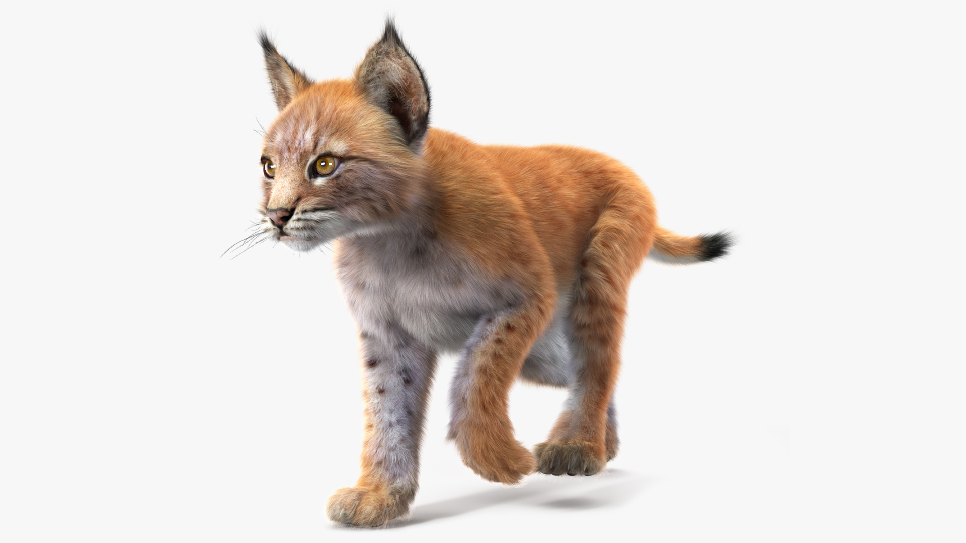 3D Lynx Cub in Walking Pose Fur model