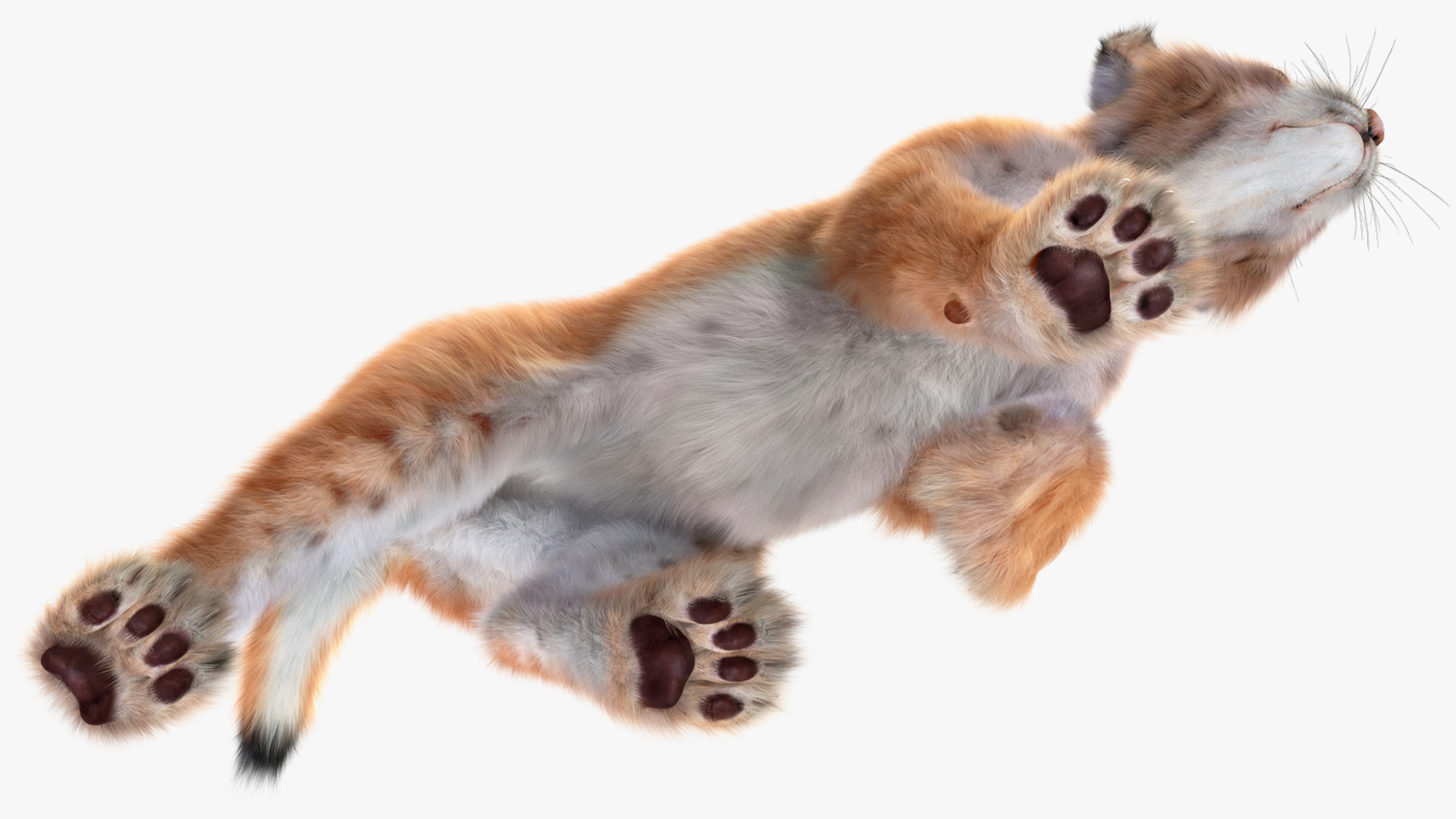 3D Lynx Cub in Walking Pose Fur model