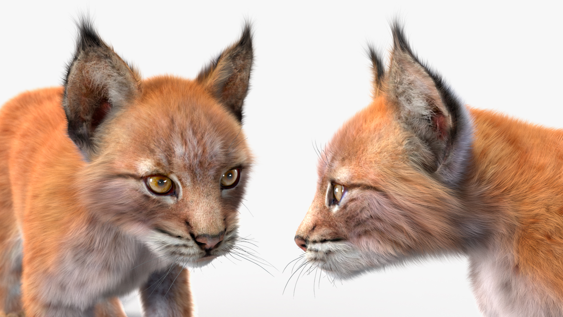 3D Lynx Cub in Walking Pose Fur model