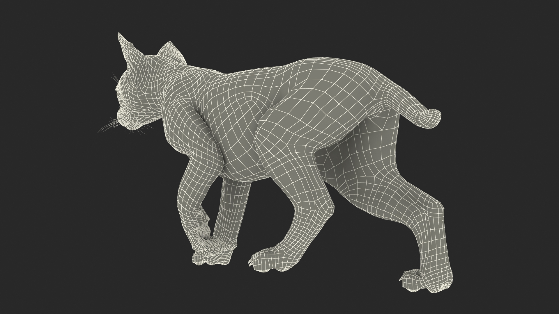 3D Lynx Cub in Walking Pose Fur model