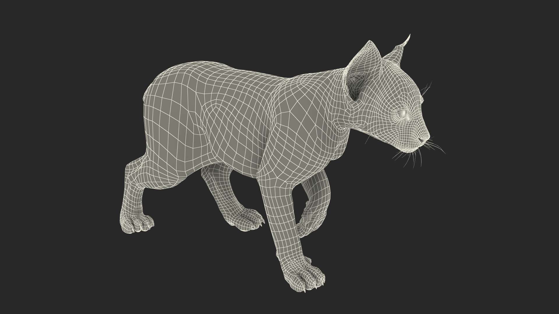 3D Lynx Cub in Walking Pose Fur model