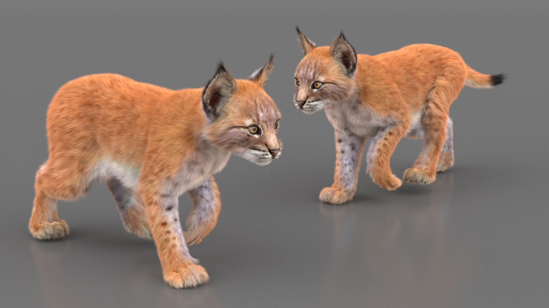 3D Lynx Cub in Walking Pose Fur model