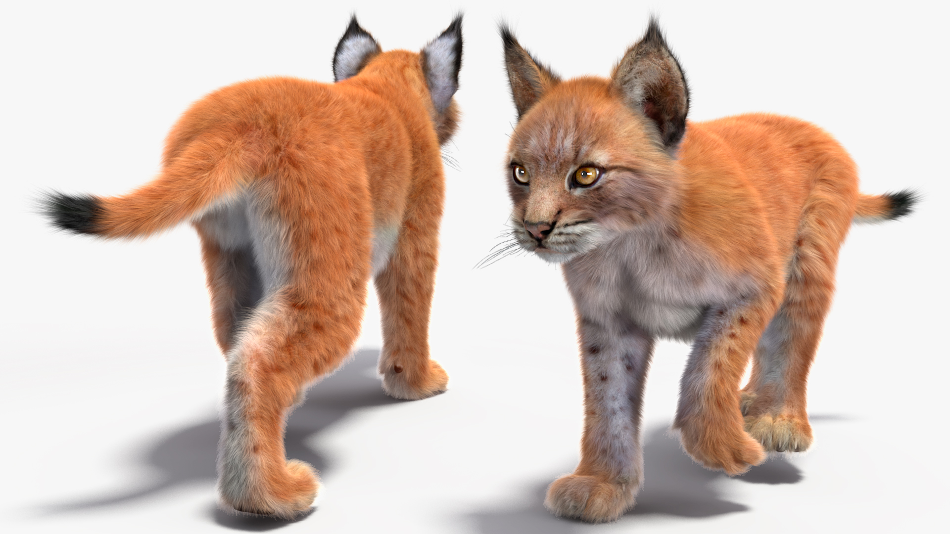 3D Lynx Cub in Walking Pose Fur model