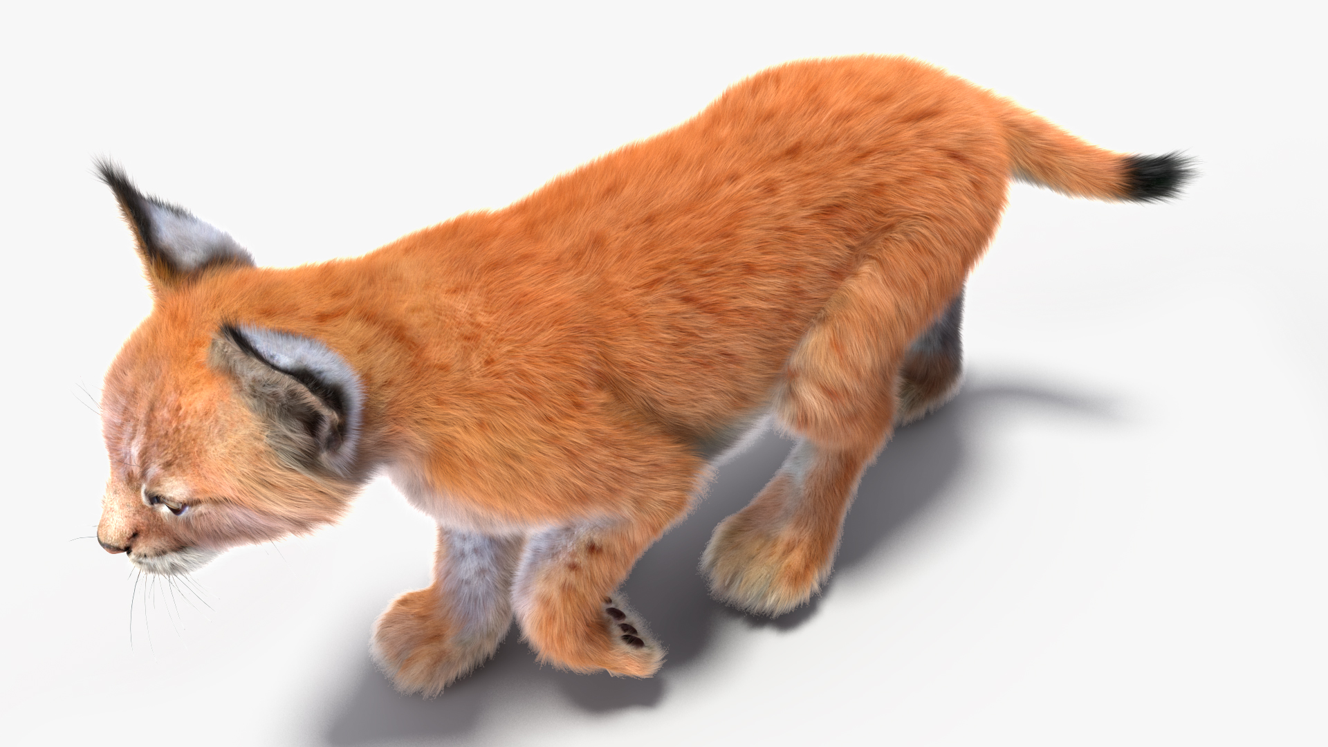 3D Lynx Cub in Walking Pose Fur model