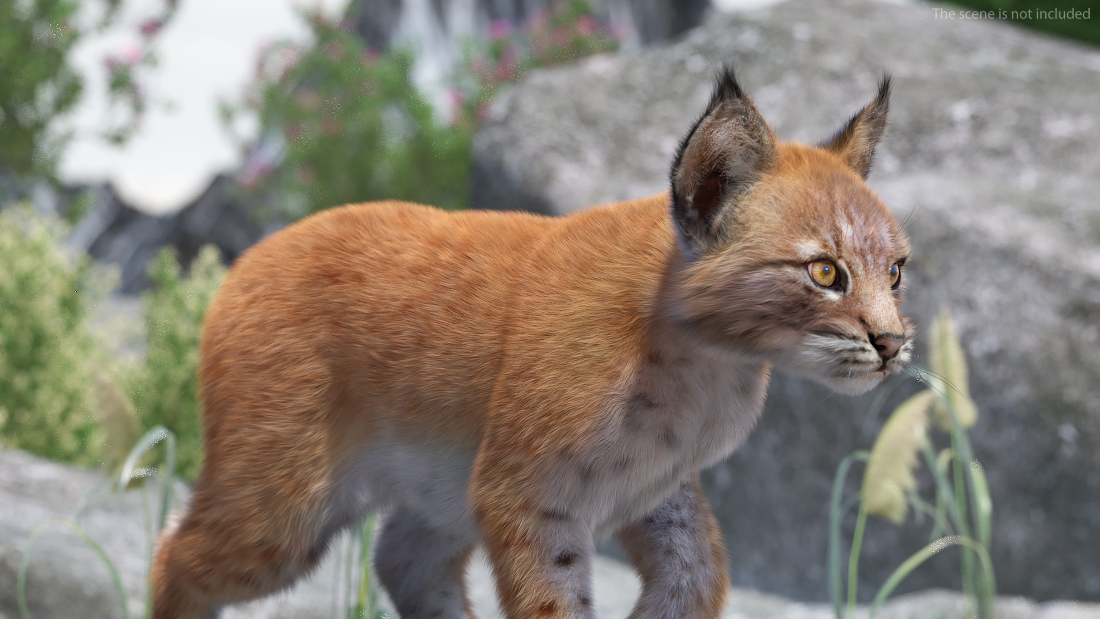 3D Lynx Cub in Walking Pose Fur model