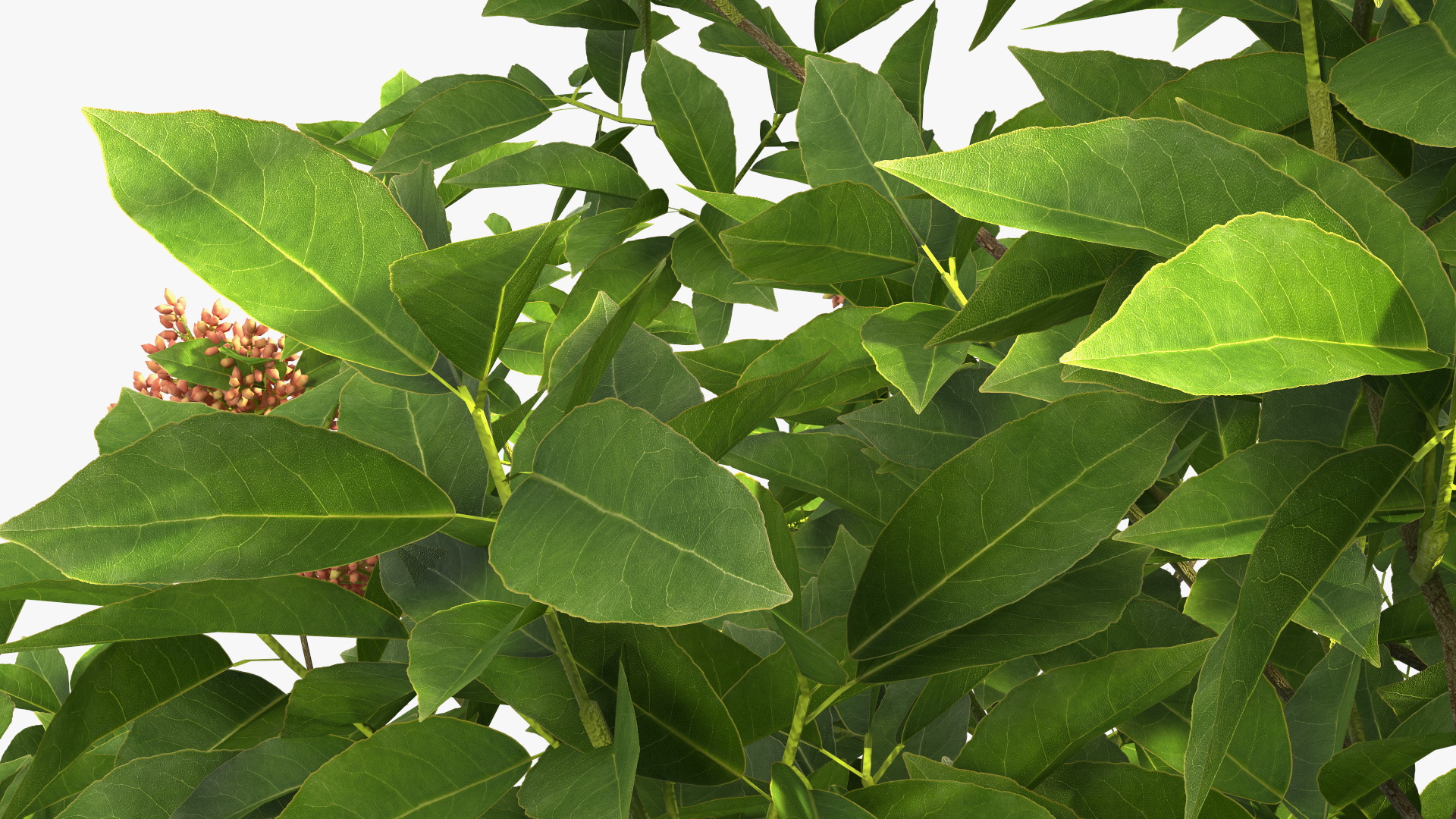 Pistachio Tree with Nuts 3D model