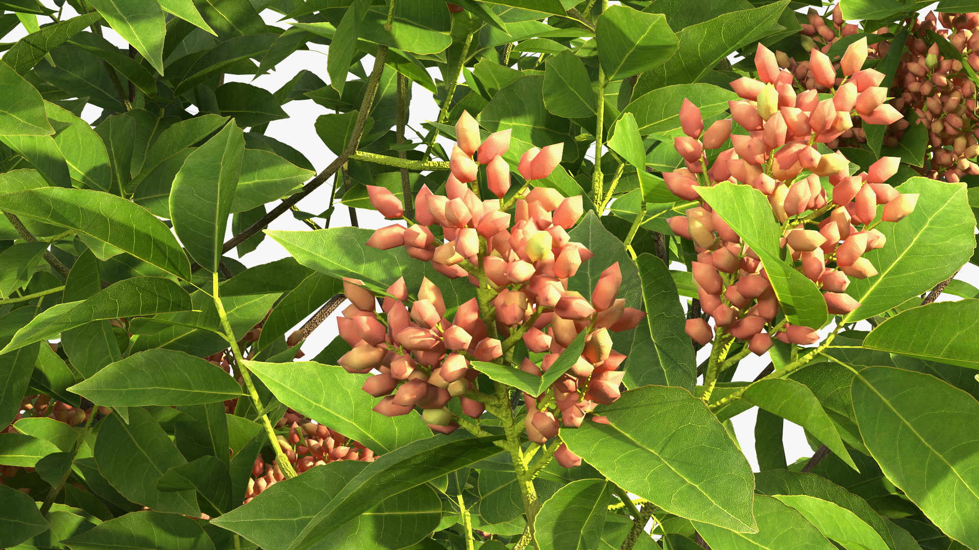 Pistachio Tree with Nuts 3D model