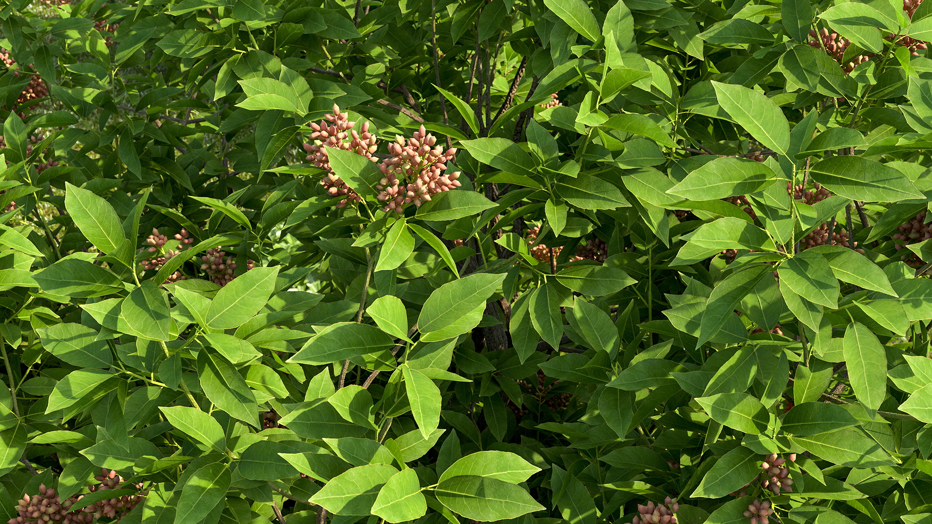 Pistachio Tree with Nuts 3D model