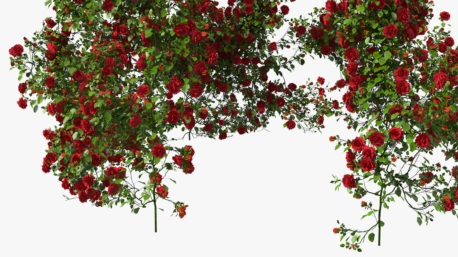 3D Red Rose Bush model