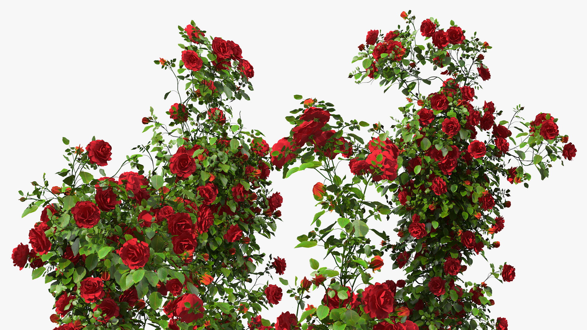 3D Red Rose Bush model