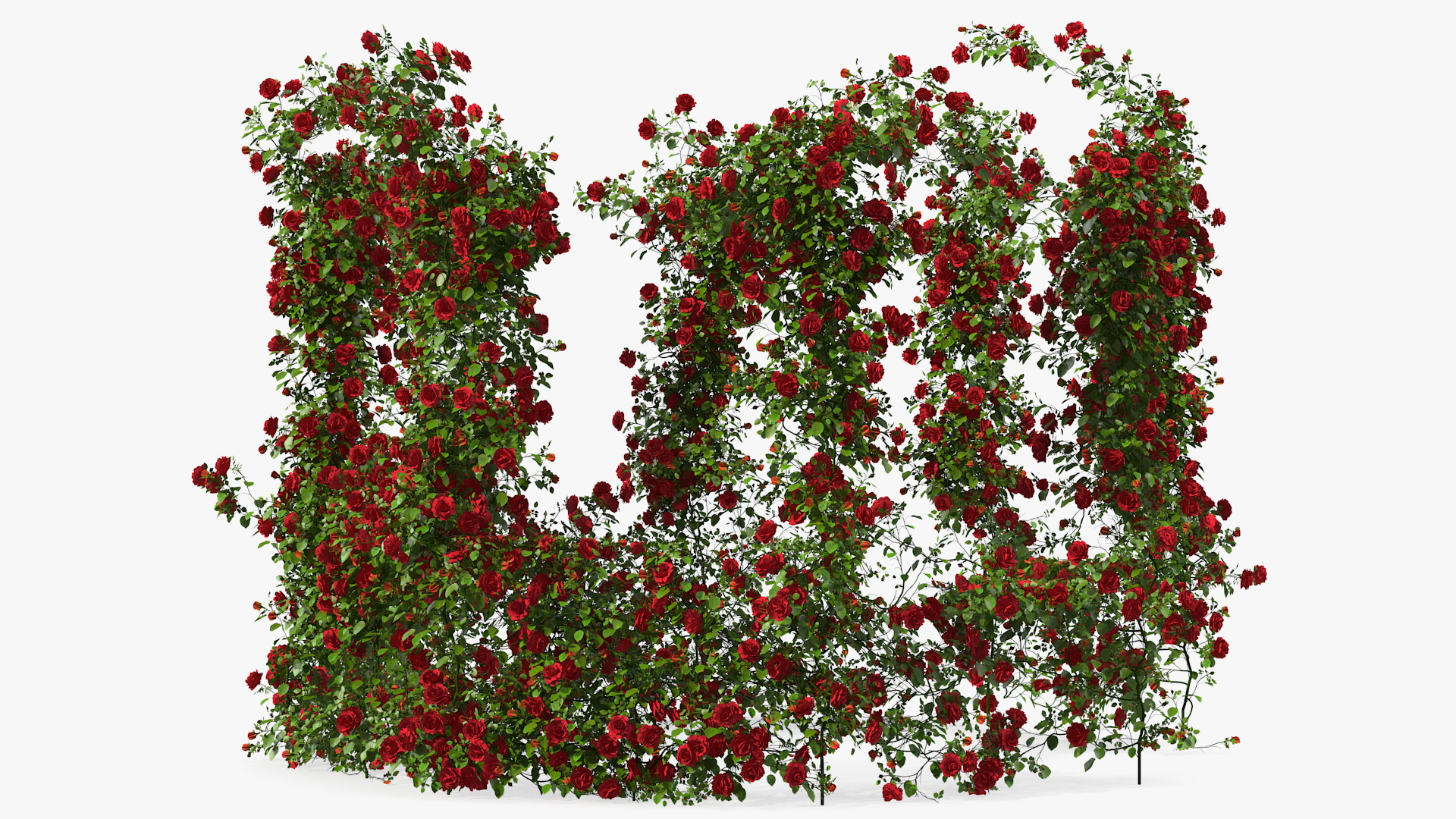 3D Red Rose Bush model