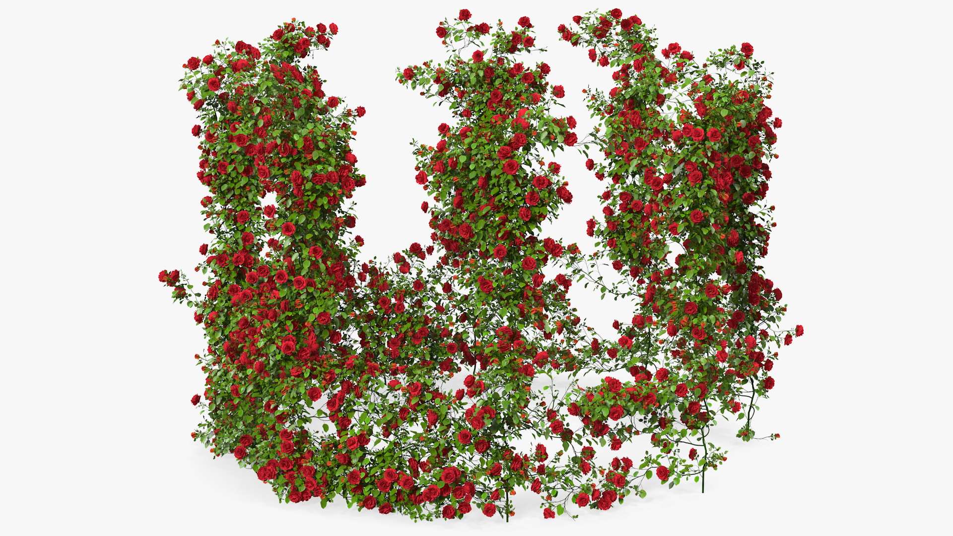 3D Red Rose Bush model