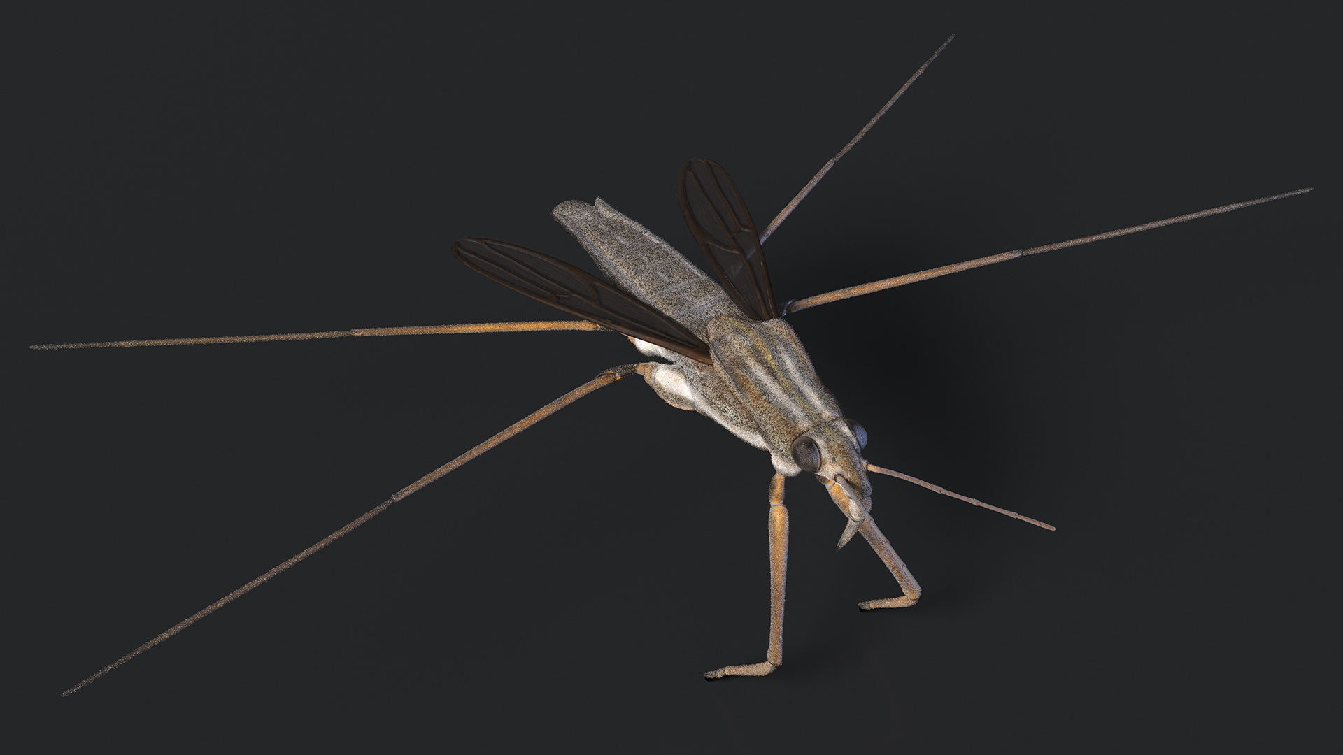 Water Strider Fur 3D