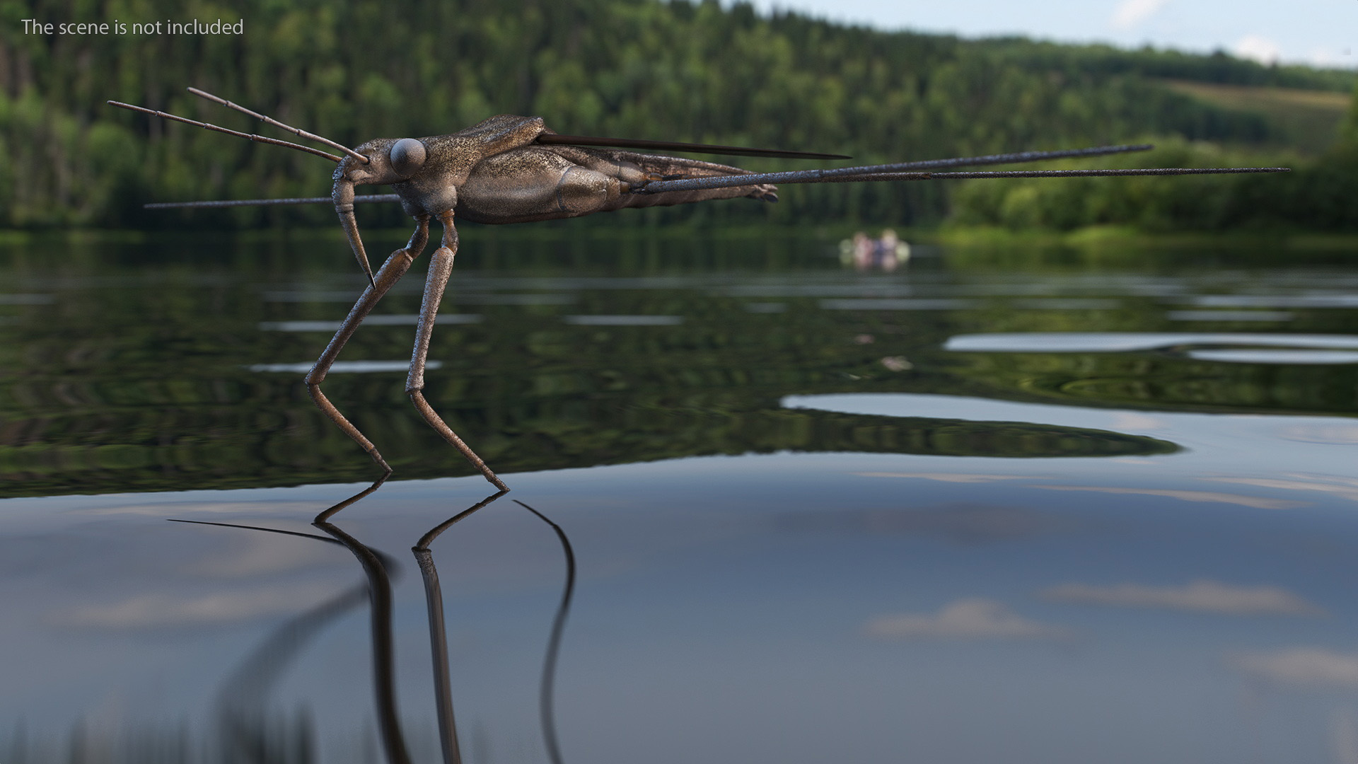 Water Strider Fur 3D