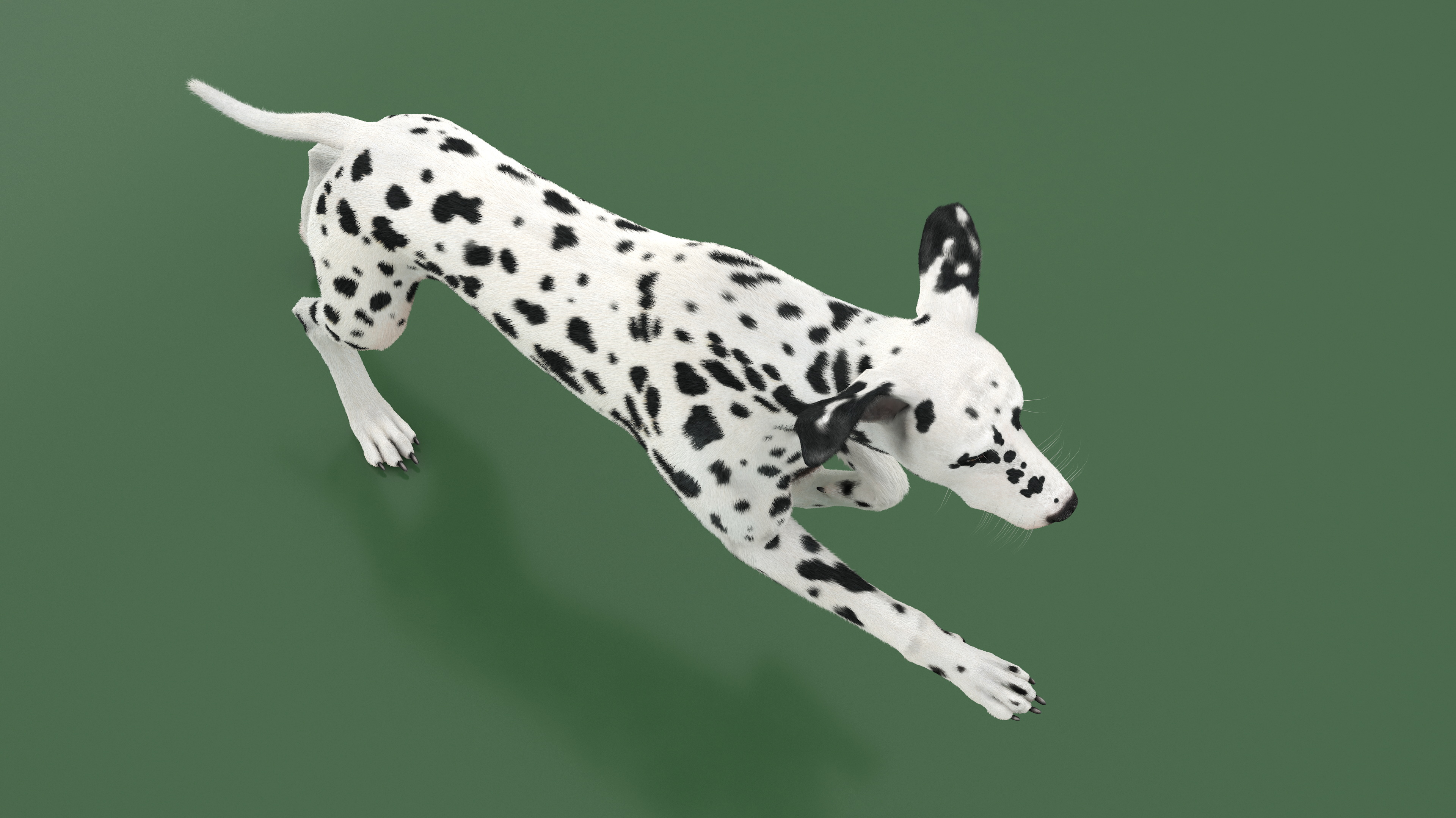 3D Running Spotted Dalmatian Dog Fur model