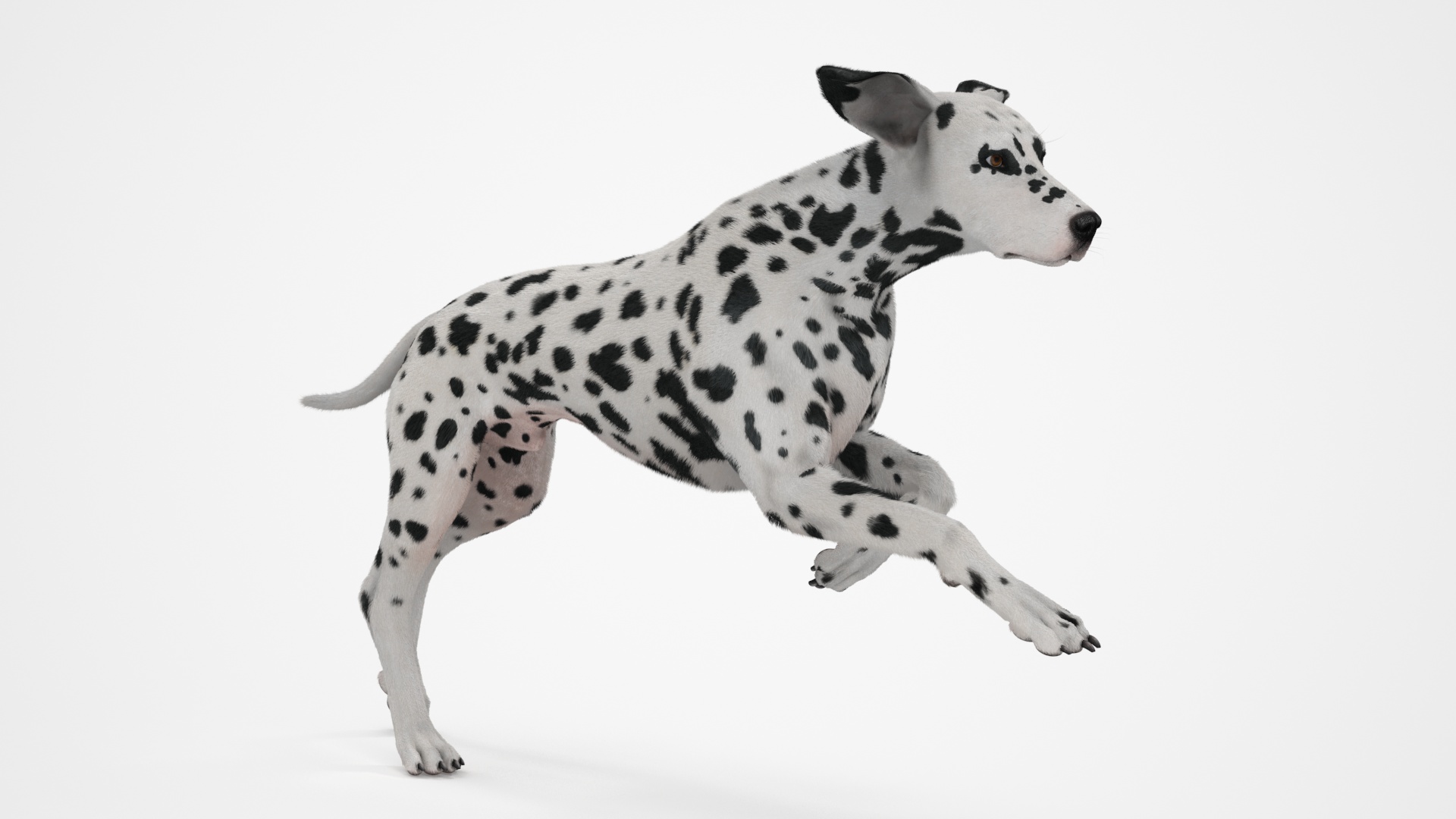 3D Running Spotted Dalmatian Dog Fur model