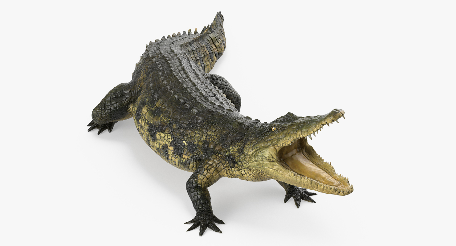 Crocodile Attacks 3D