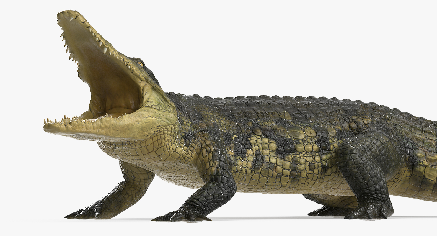 Crocodile Attacks 3D