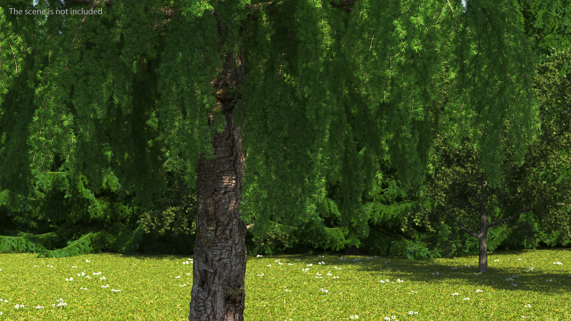 3D Tall Larch Tree Green