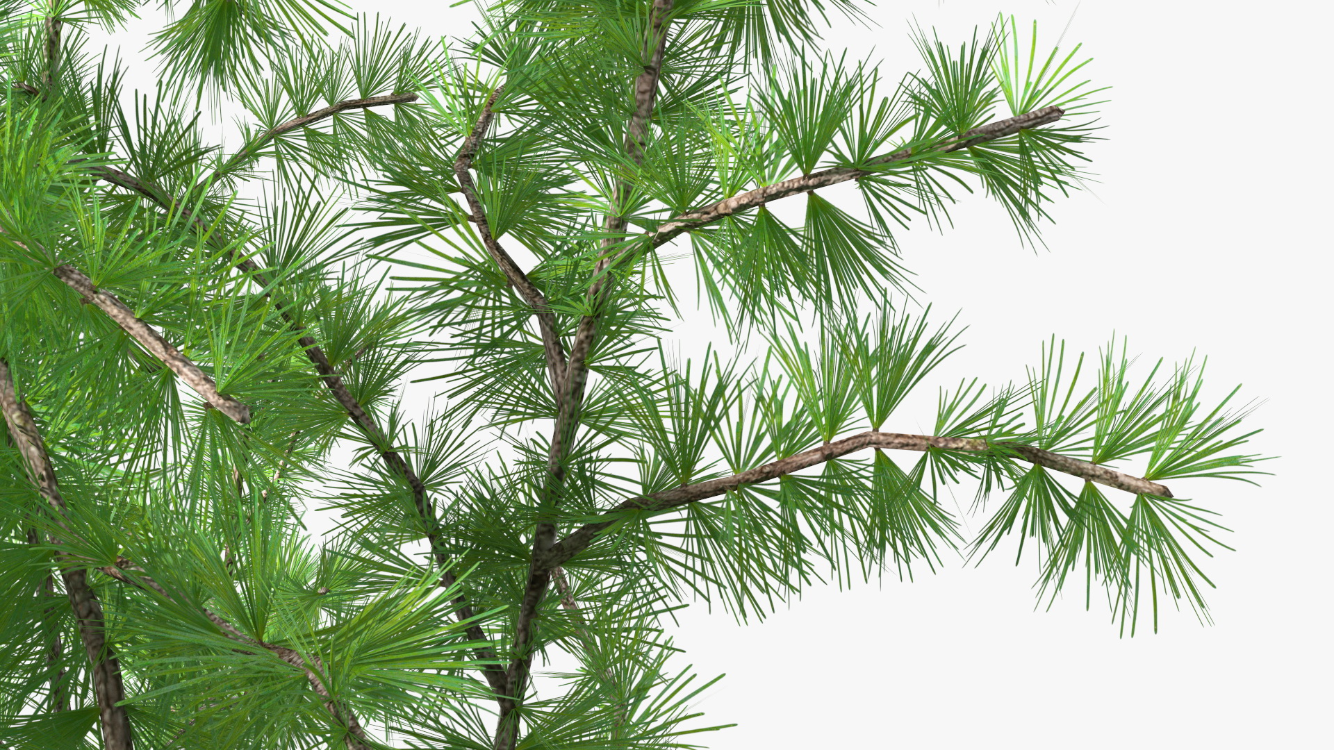 3D Tall Larch Tree Green