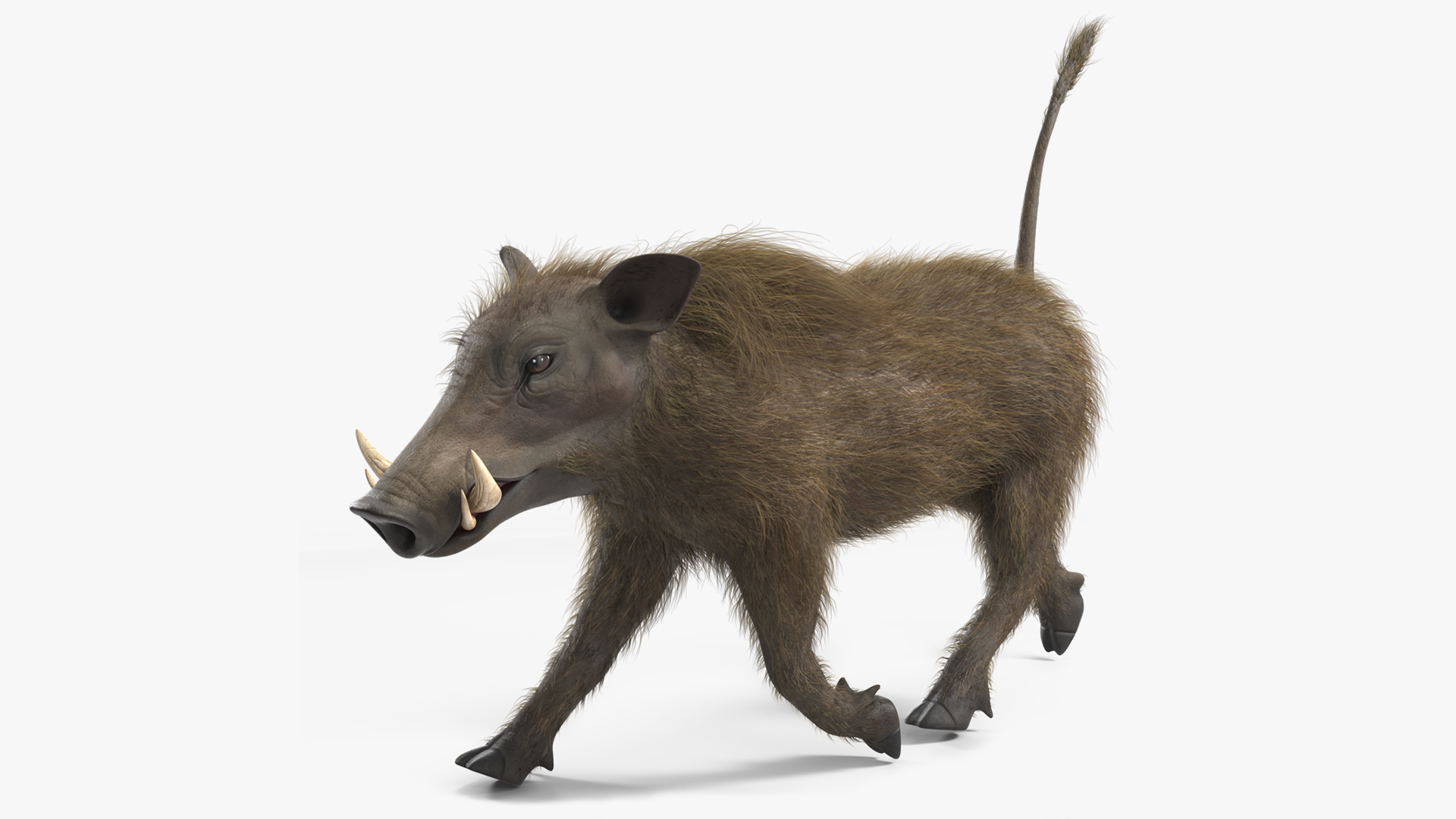 African Boar Walking Pose Fur 3D model