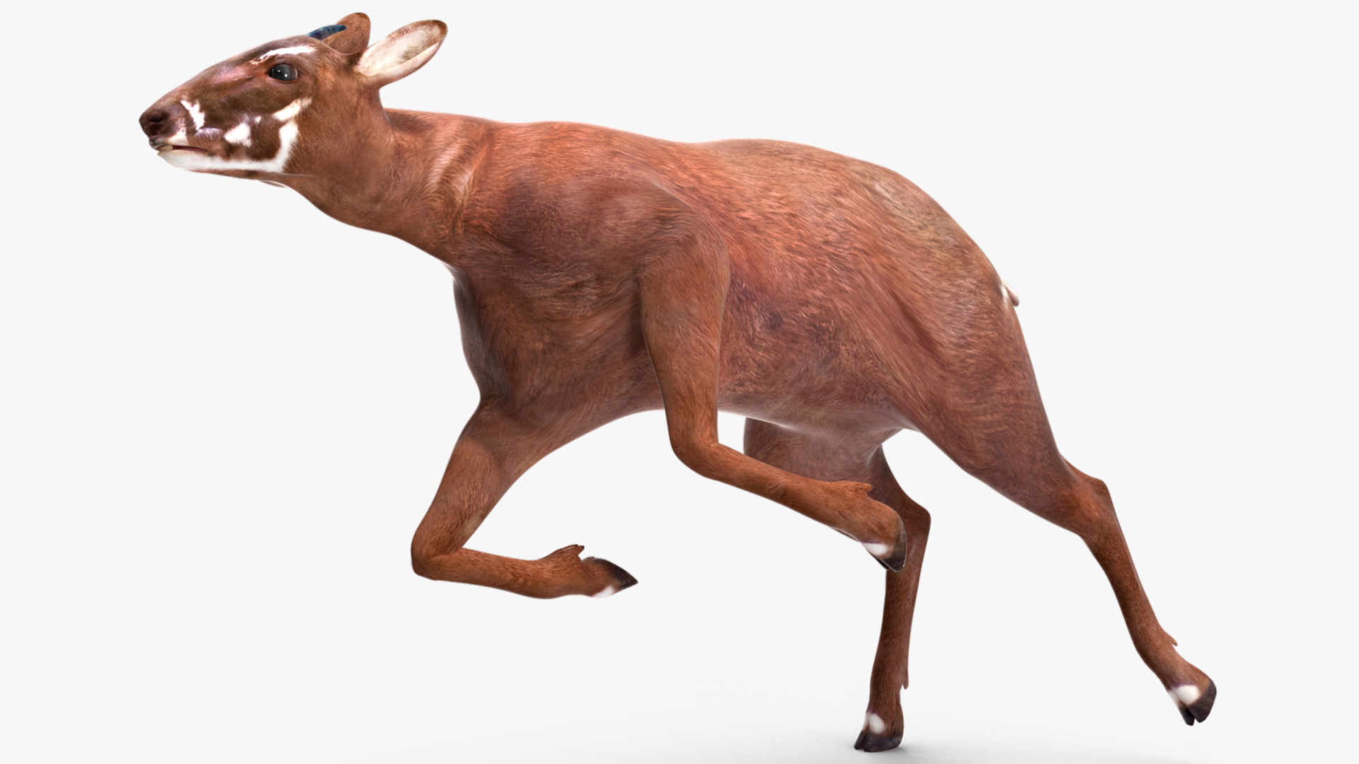 3D Saola Rigged for Cinema 4D