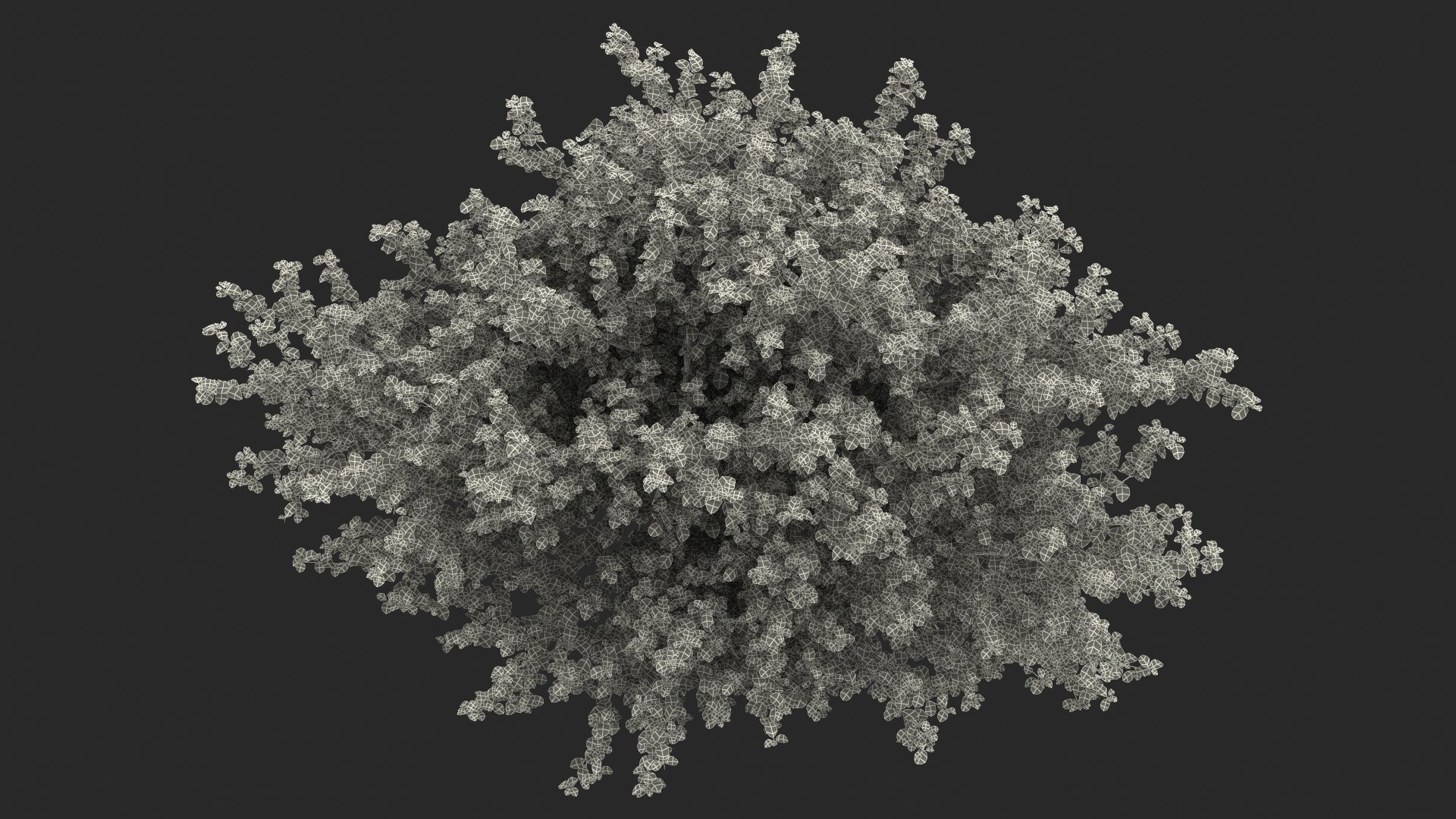 Cockspur Hawthorn 3D