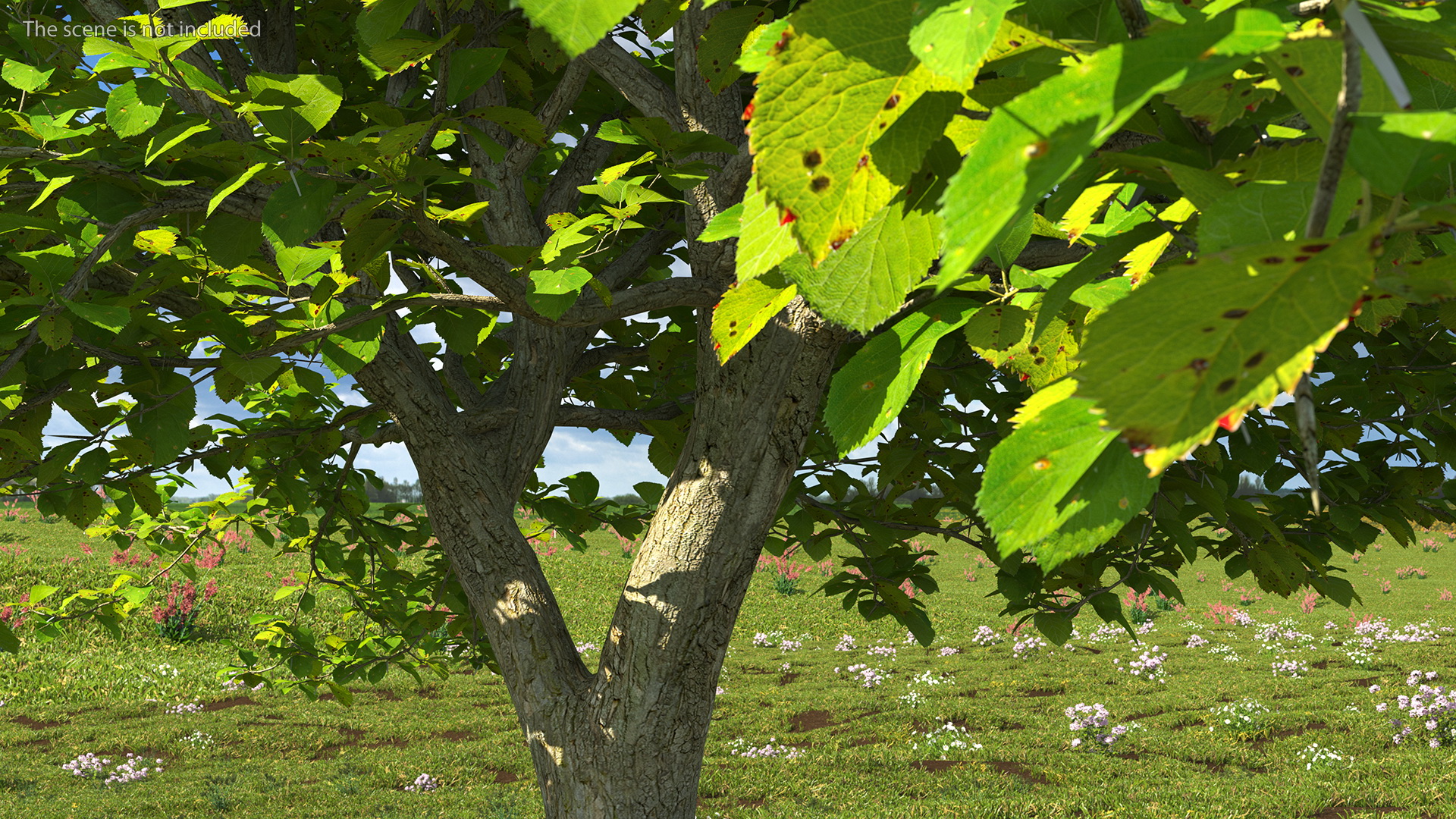 Cockspur Hawthorn 3D